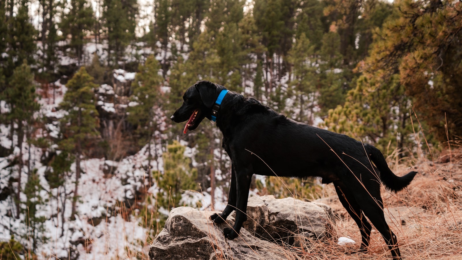 a black dog with a blue collar standing on a rock