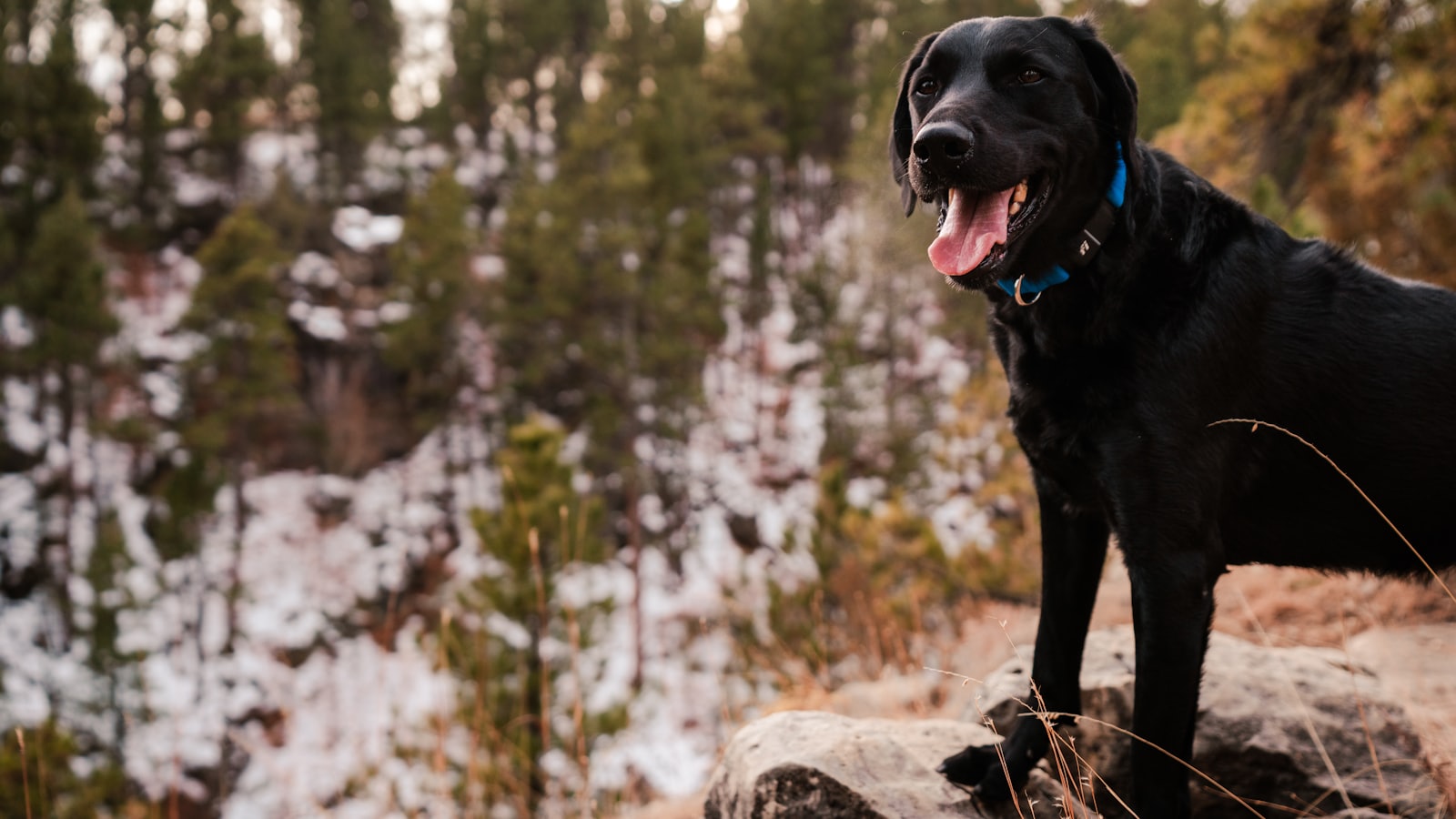 a large black dog standing on top of a rock
