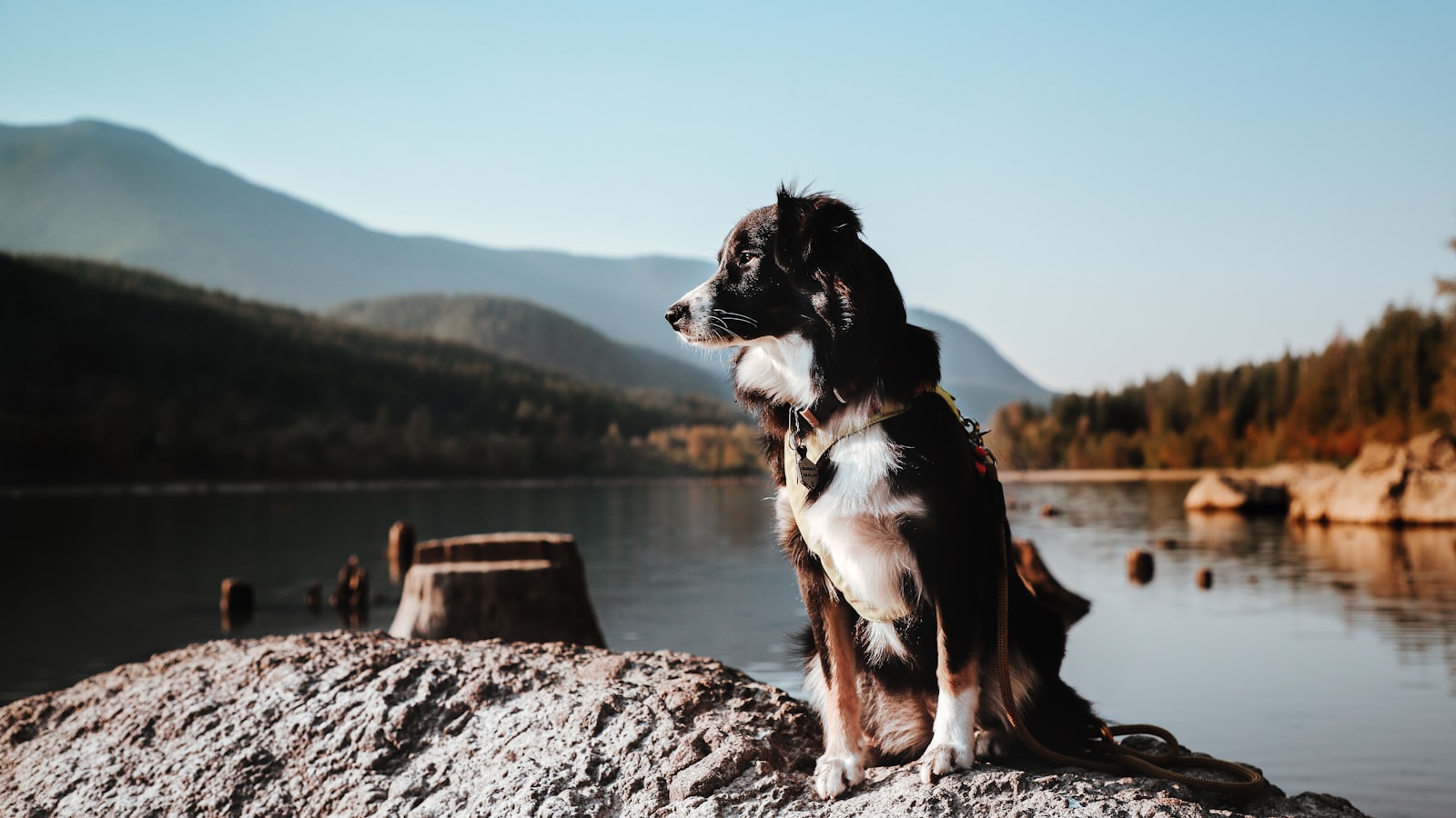 a dog sitting on a rock