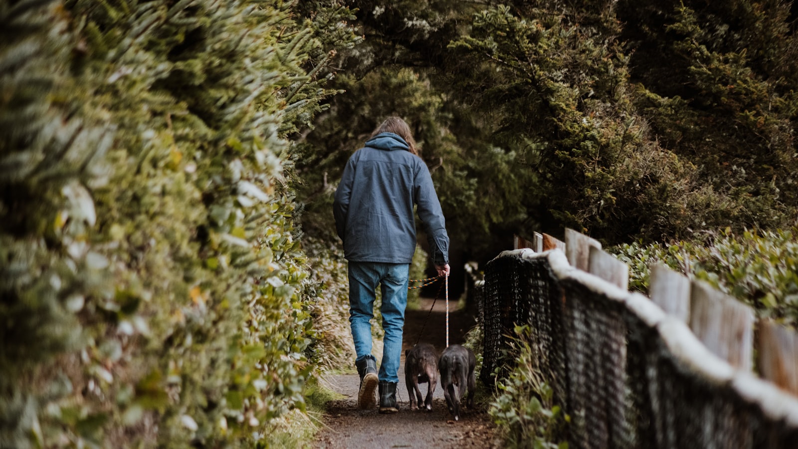 a person walking with two dogs on a path