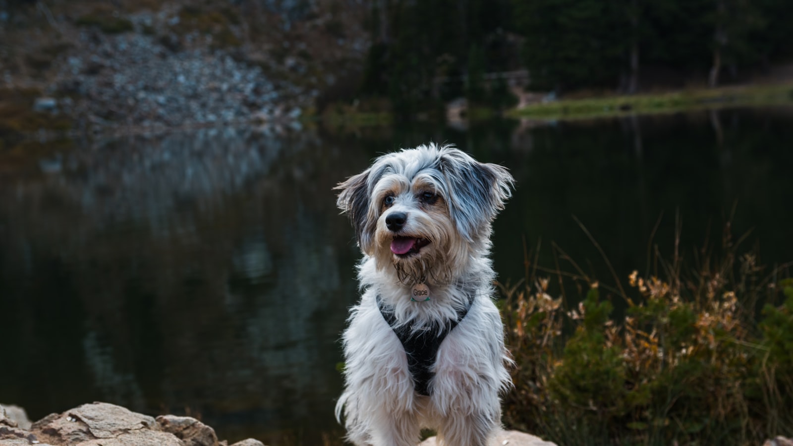 white and brown long coated small dog on brown rock