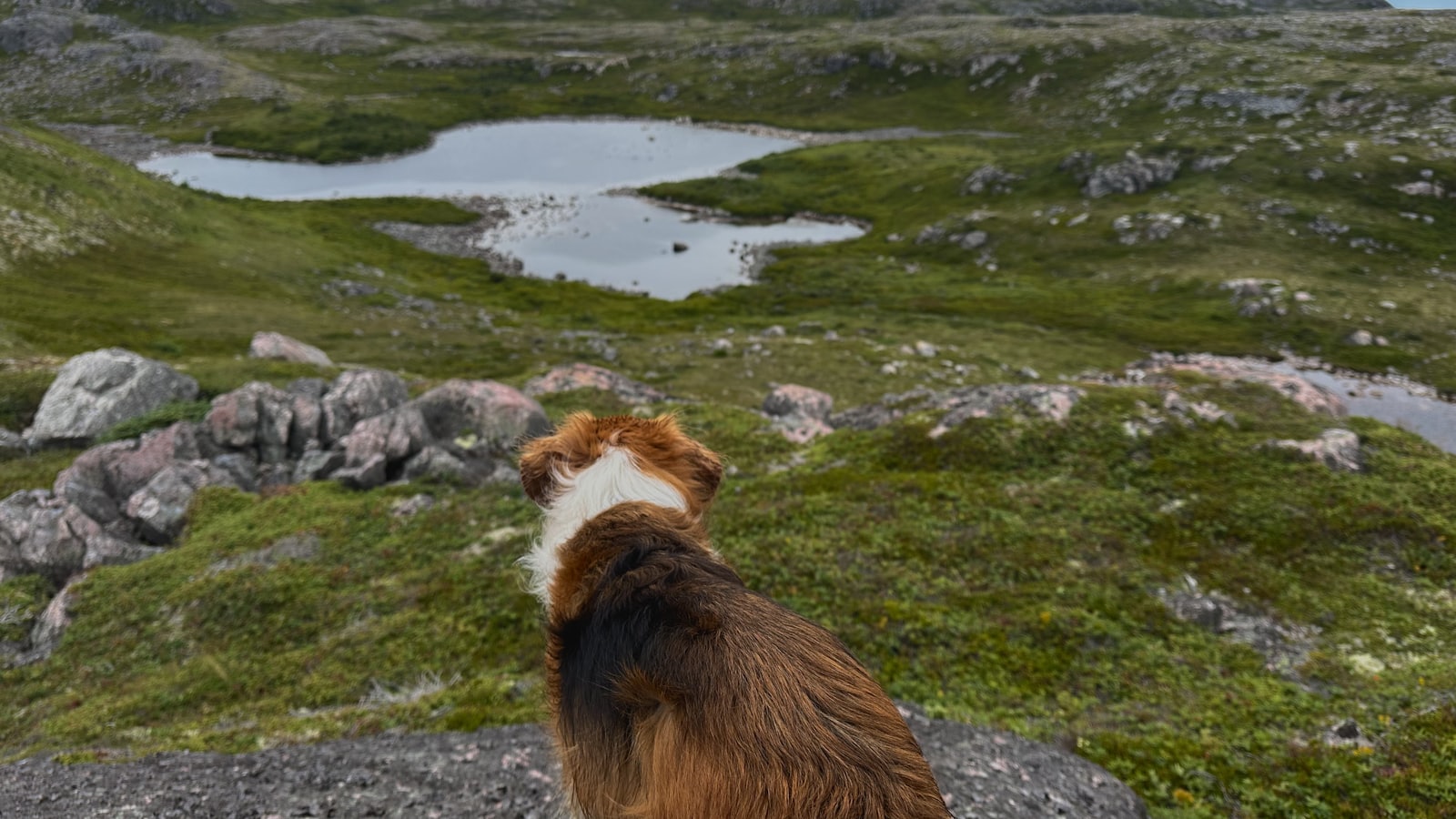Dog looking at a serene landscape with a lake.