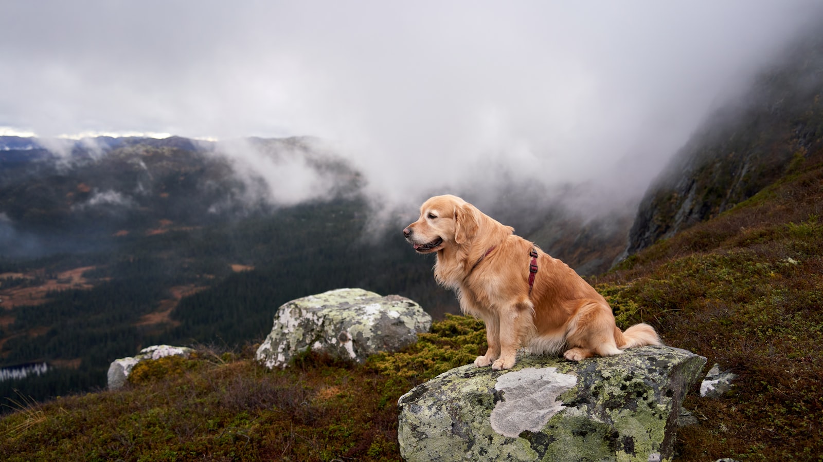 Golden retriever sits on a rock overlooking a foggy landscape.