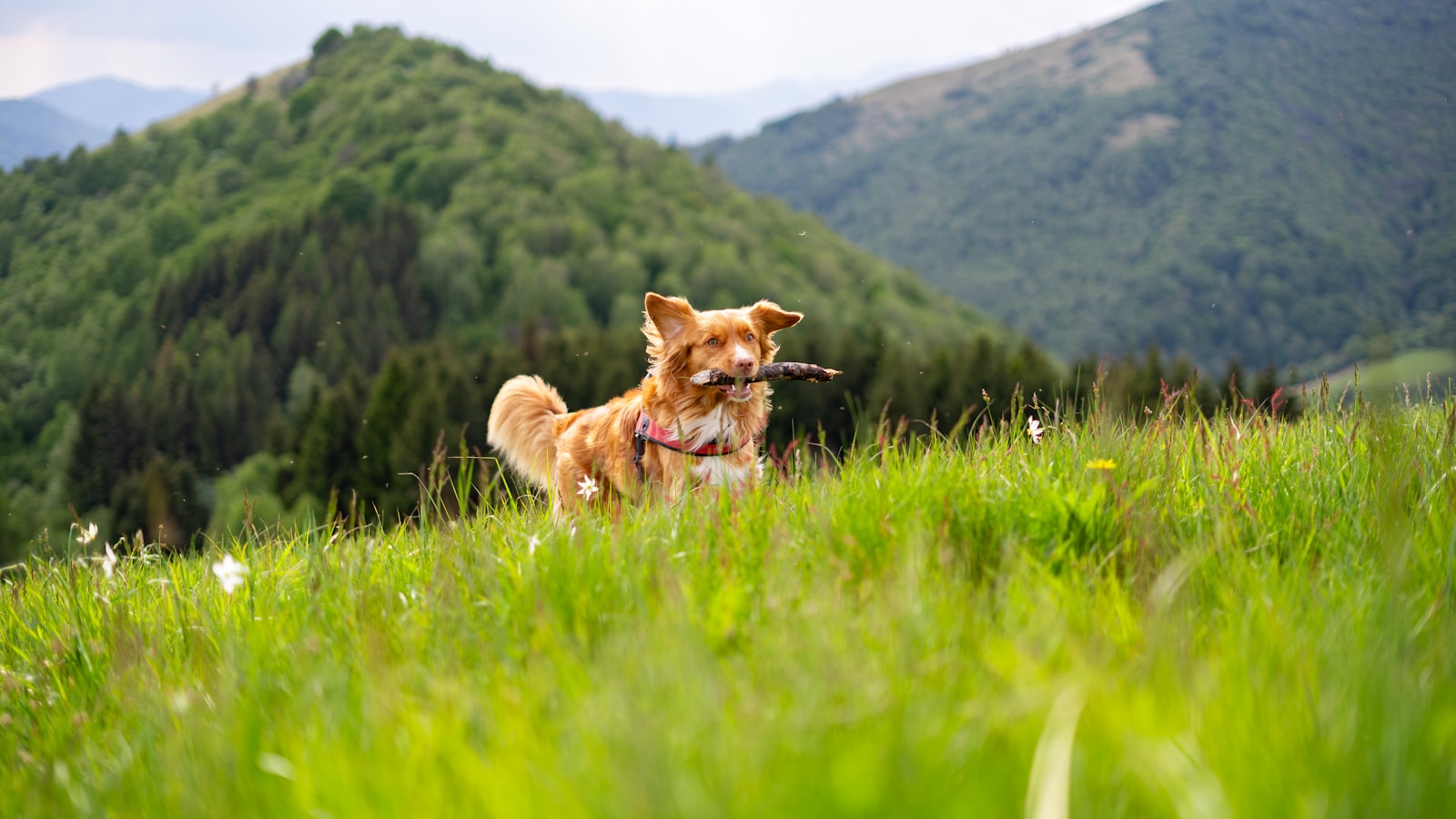 A dog runs through a grassy meadow with mountains behind.
