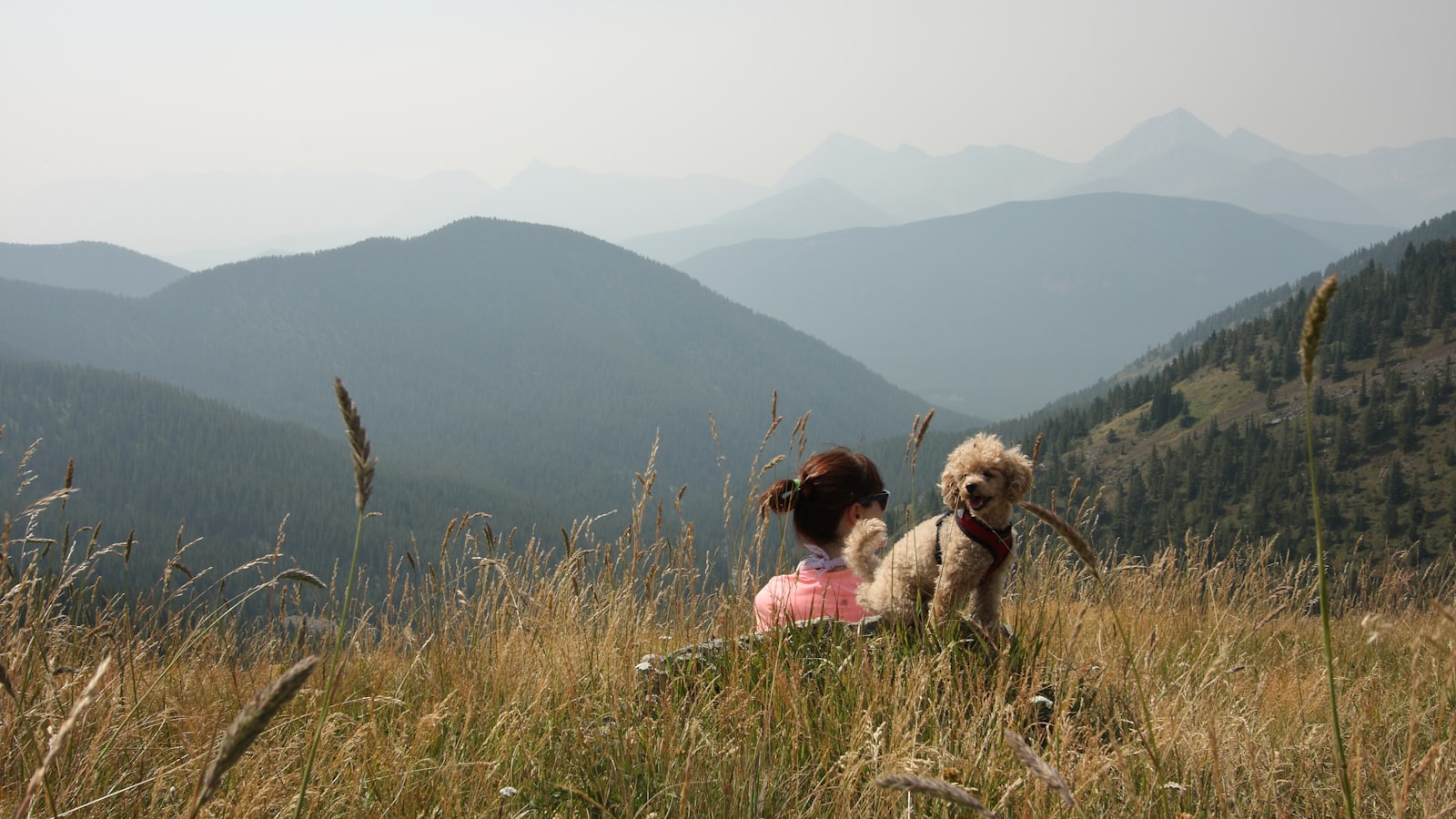 Two small dogs sit in tall grass with hazy mountains.
