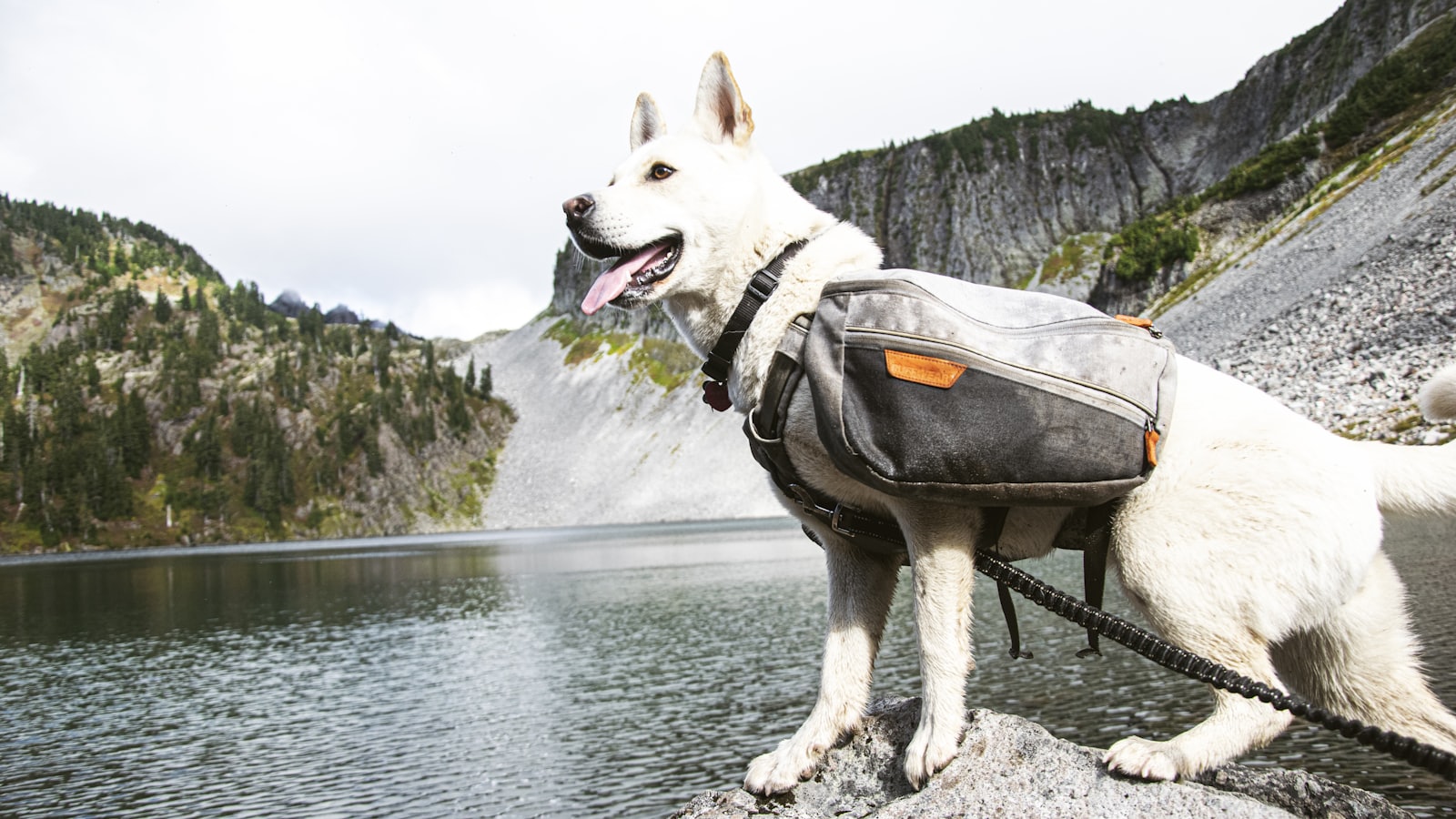 white short coated dog with black and gray harness on gray rock near body of water