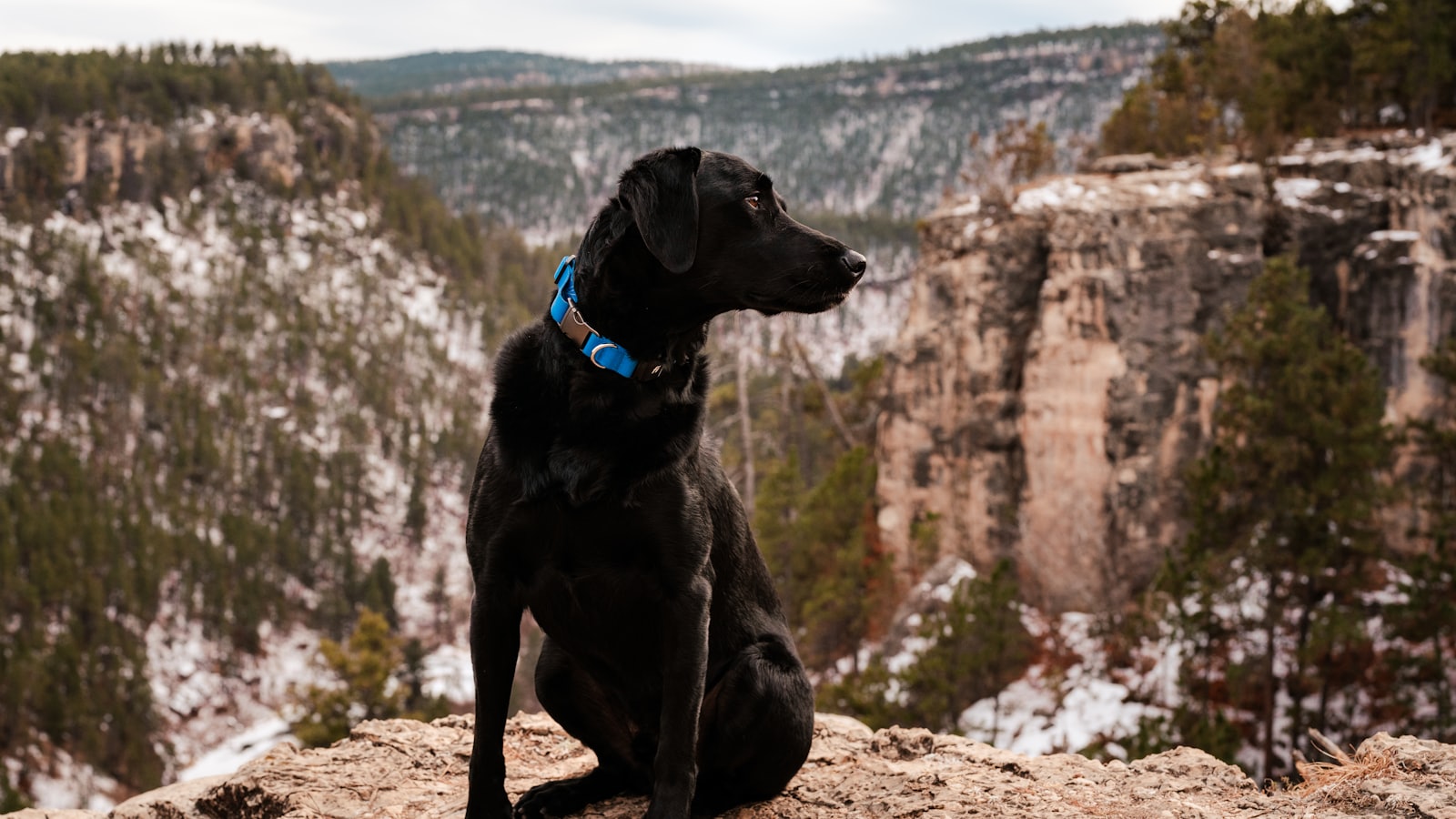 a black dog sitting on top of a mountain