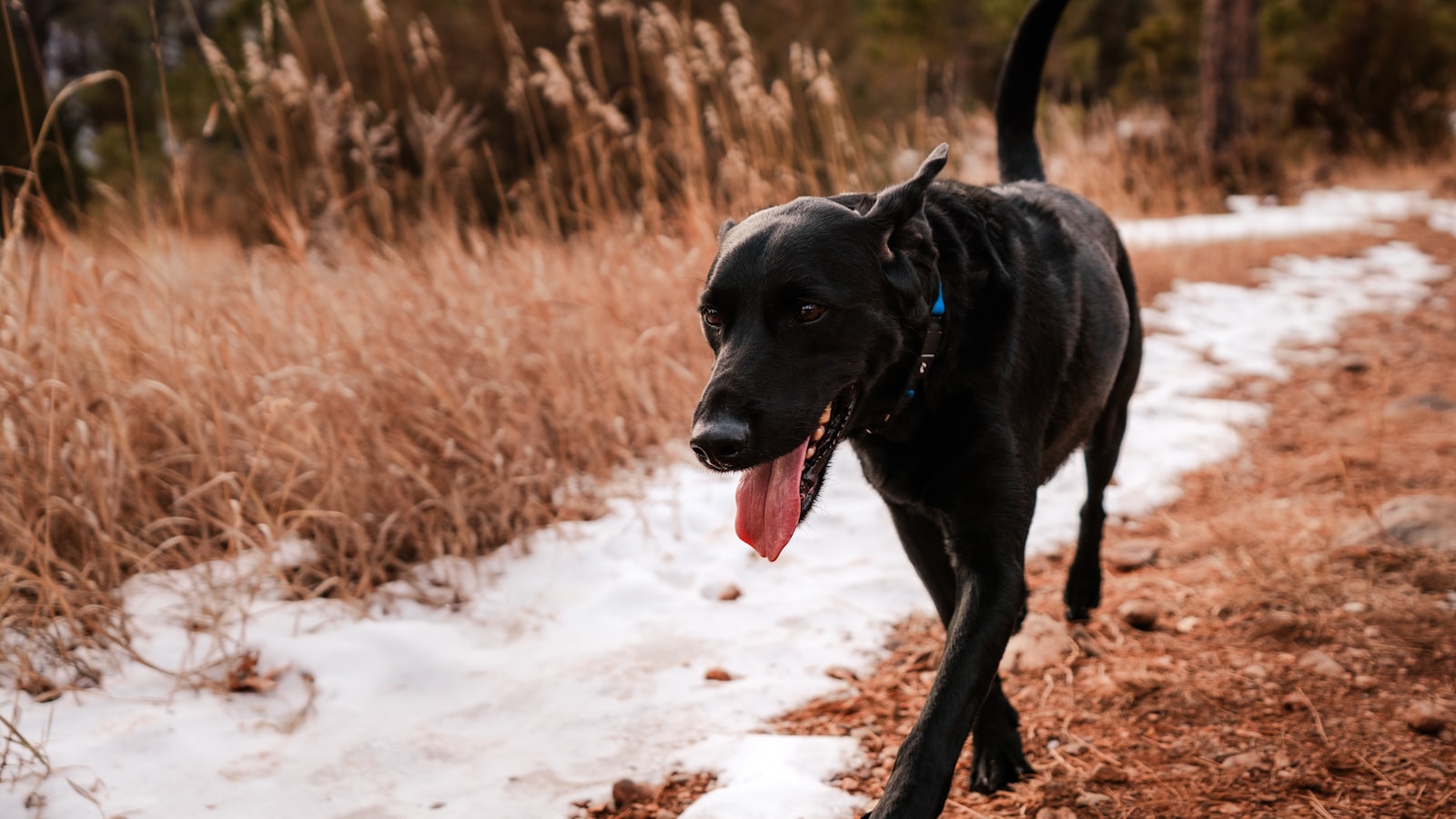 a black dog with its mouth open walking on a path