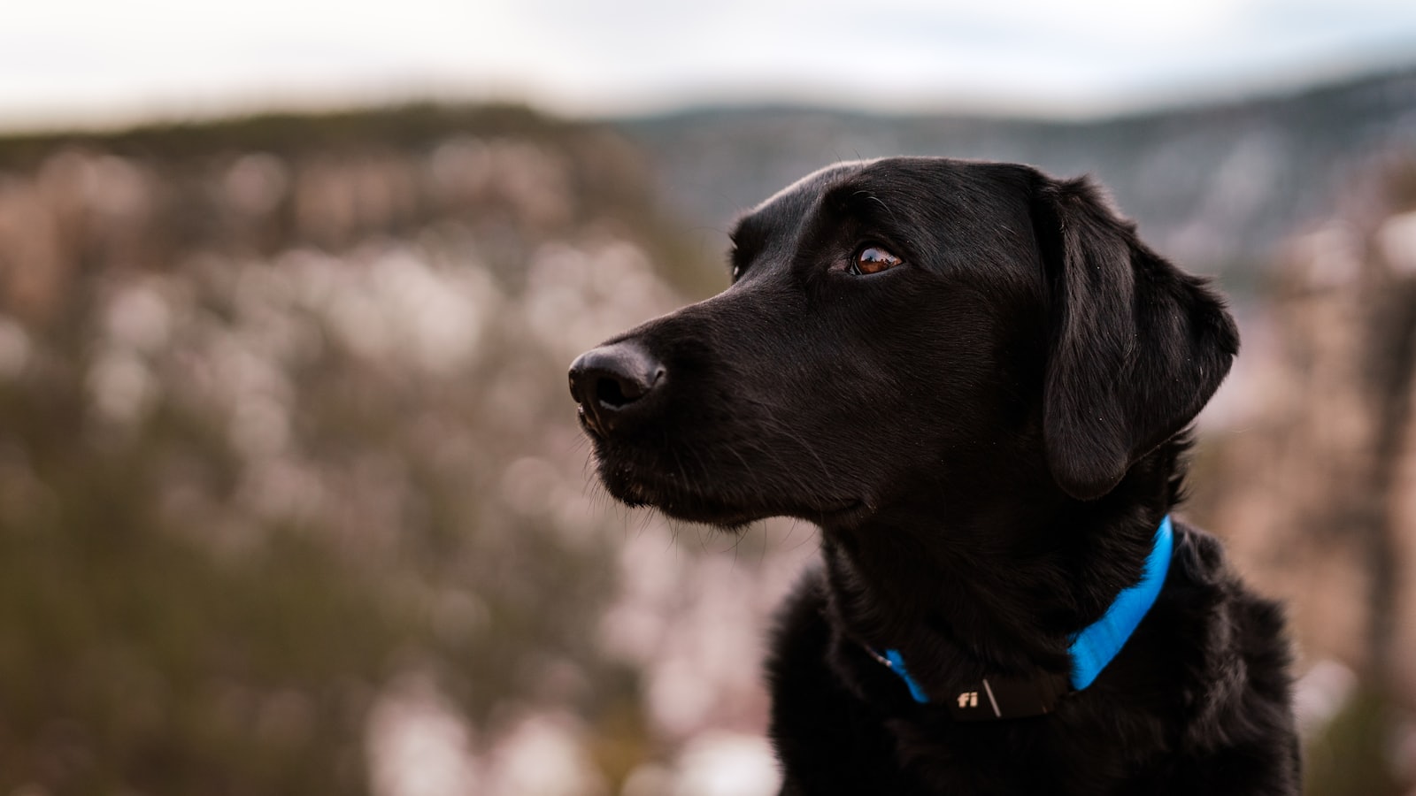 a black dog with a blue collar looking off into the distance