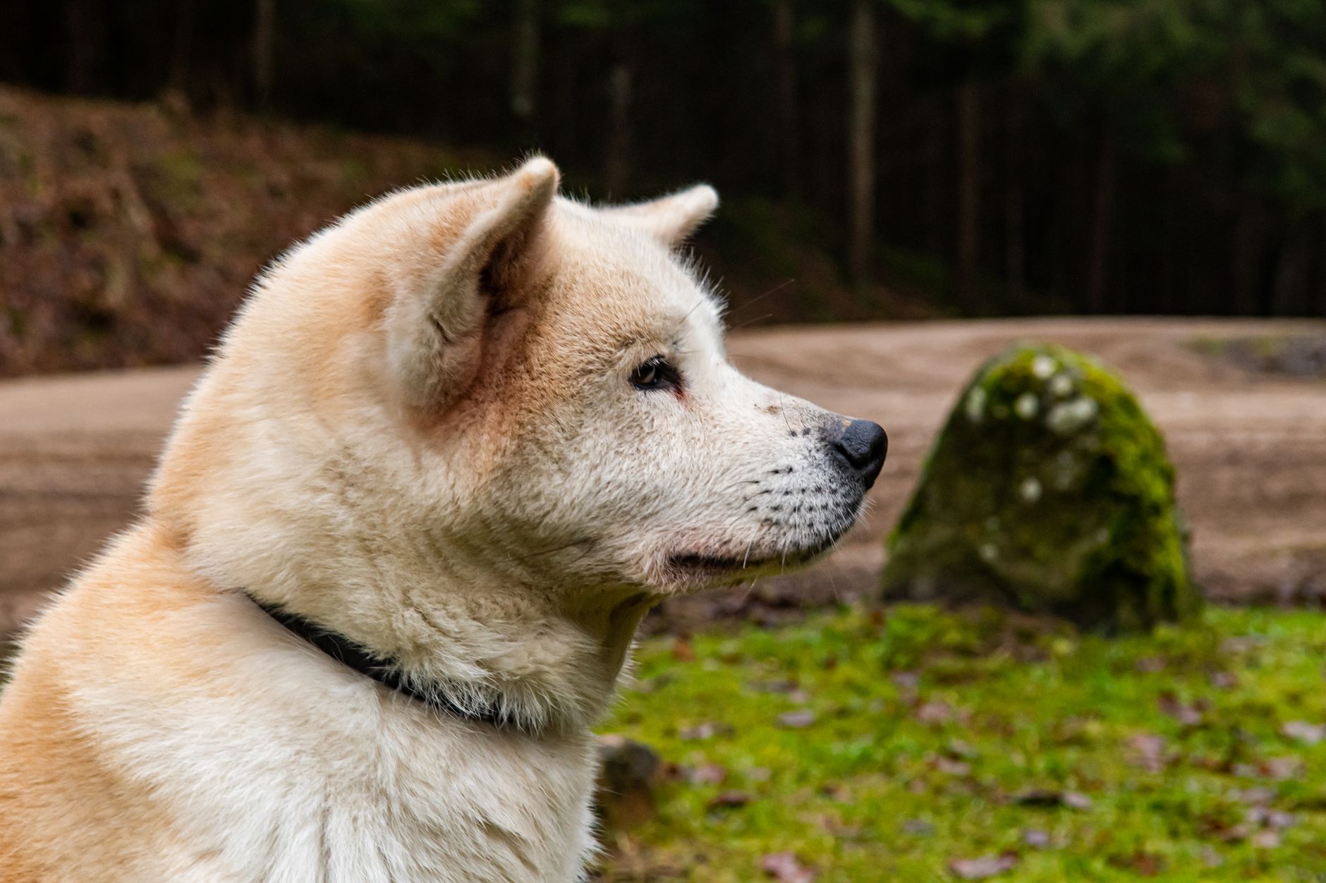 A Akita dog