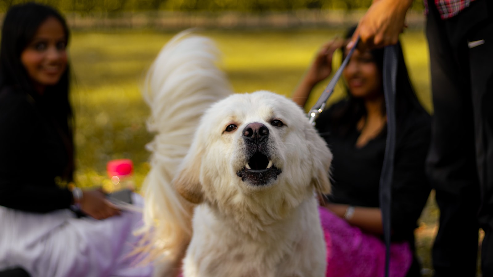a white dog on a leash being held by a woman