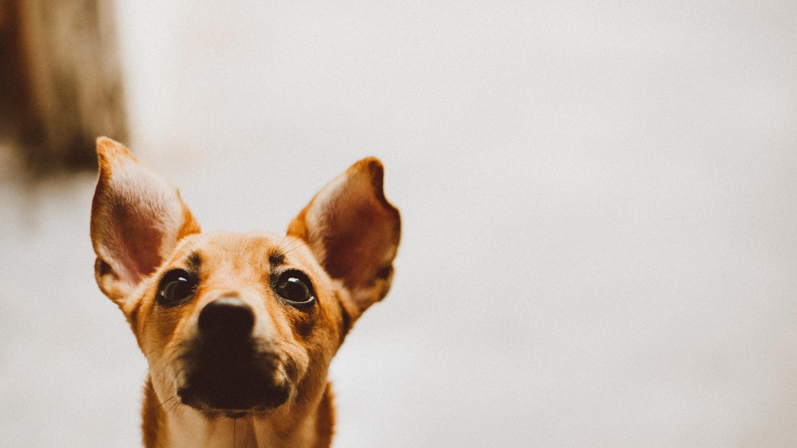 a small brown dog standing on top of a sidewalk