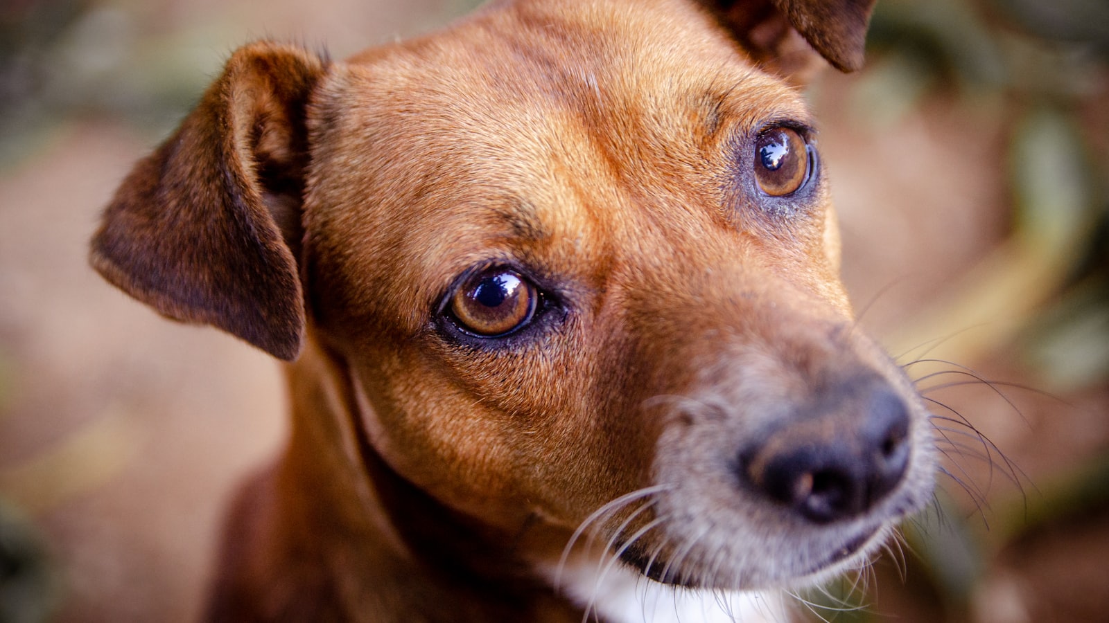 brown and white short coated dog