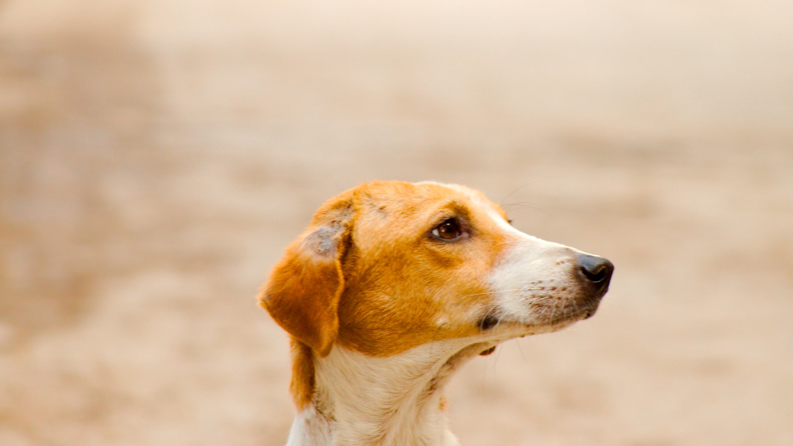 white and brown short coated dog