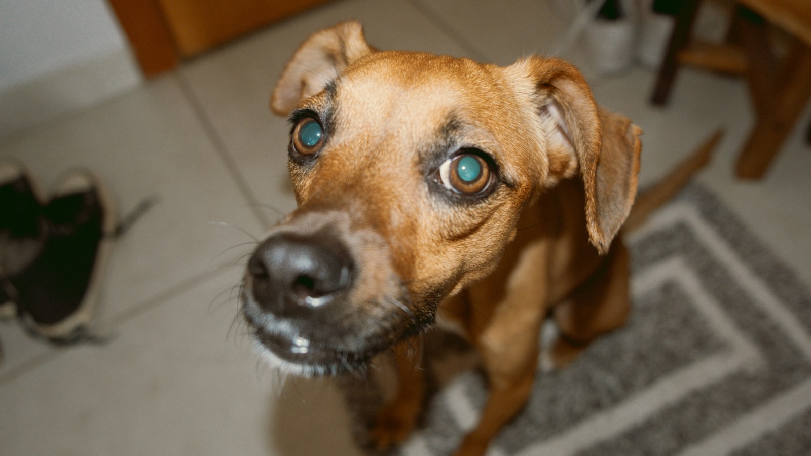 a brown dog with blue eyes looking up at the camera