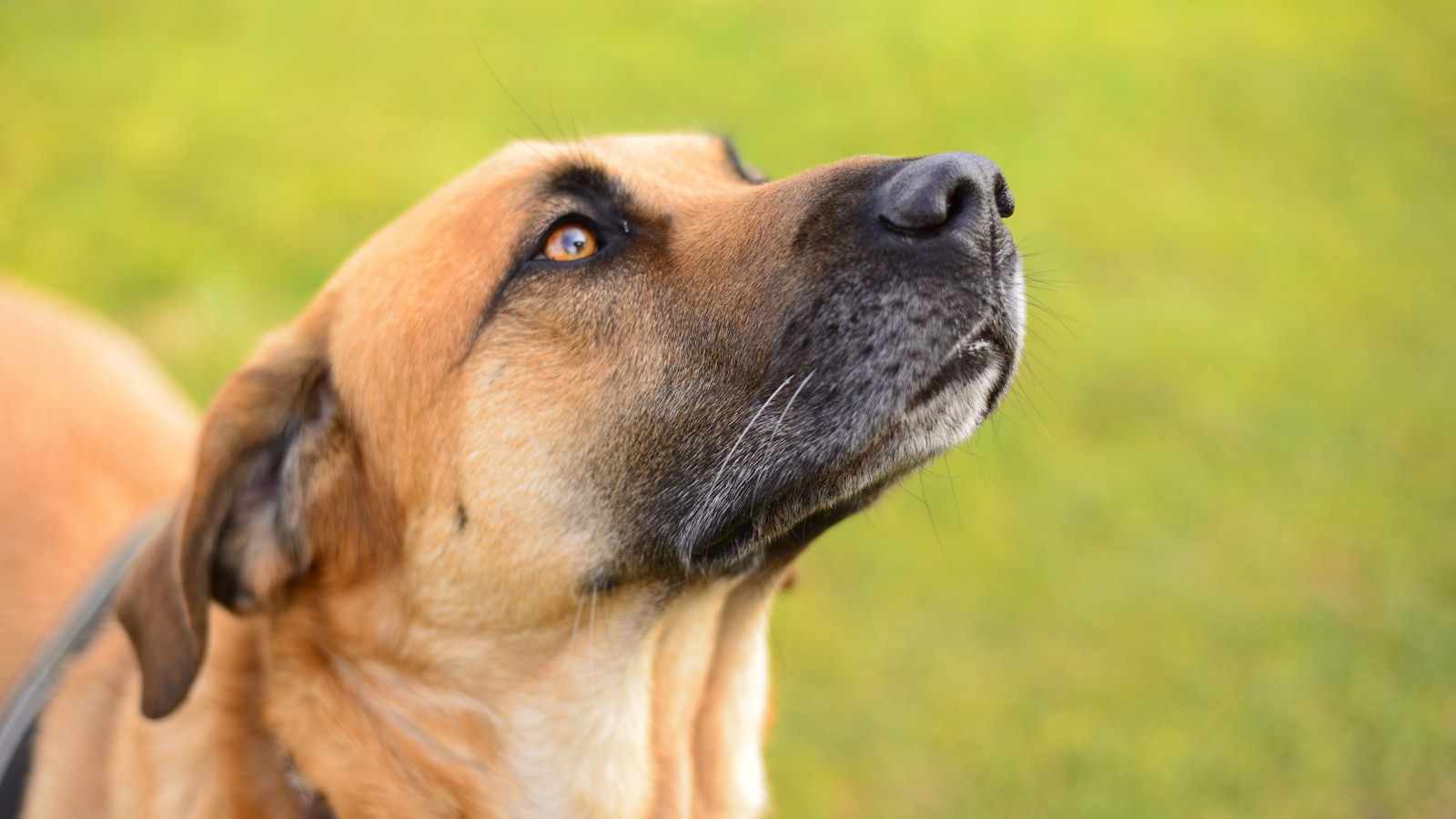 brown short coated dog on green grass field during daytime