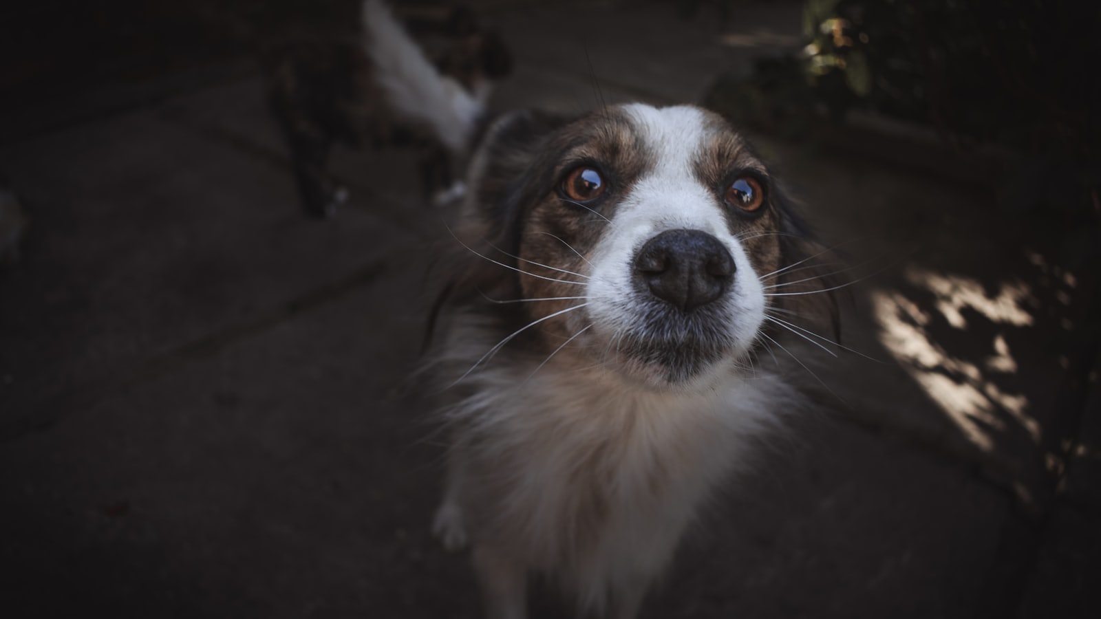 closeup photography of whitedog