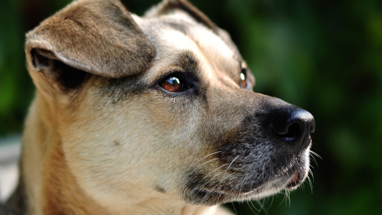 a close up of a dog's face with trees in the background