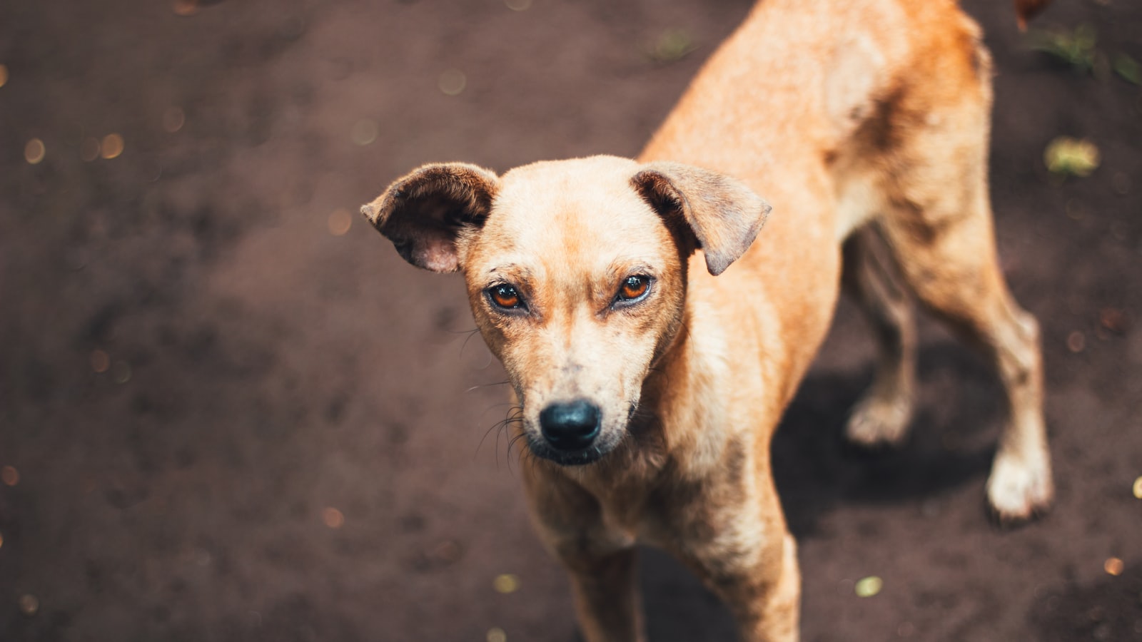 short-coated fawmn dog on dirt at daytime