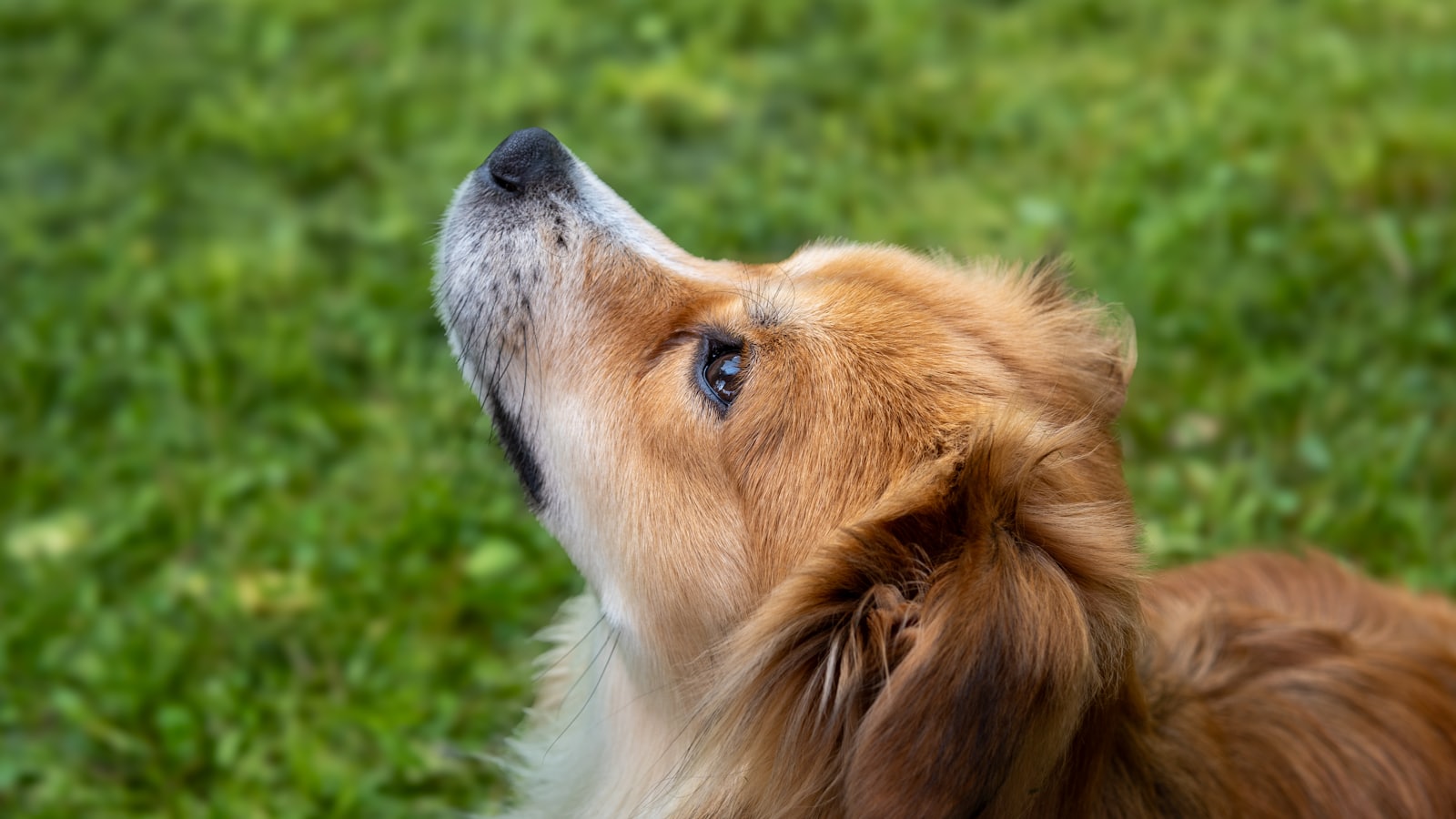 a brown and white dog looking up at the sky