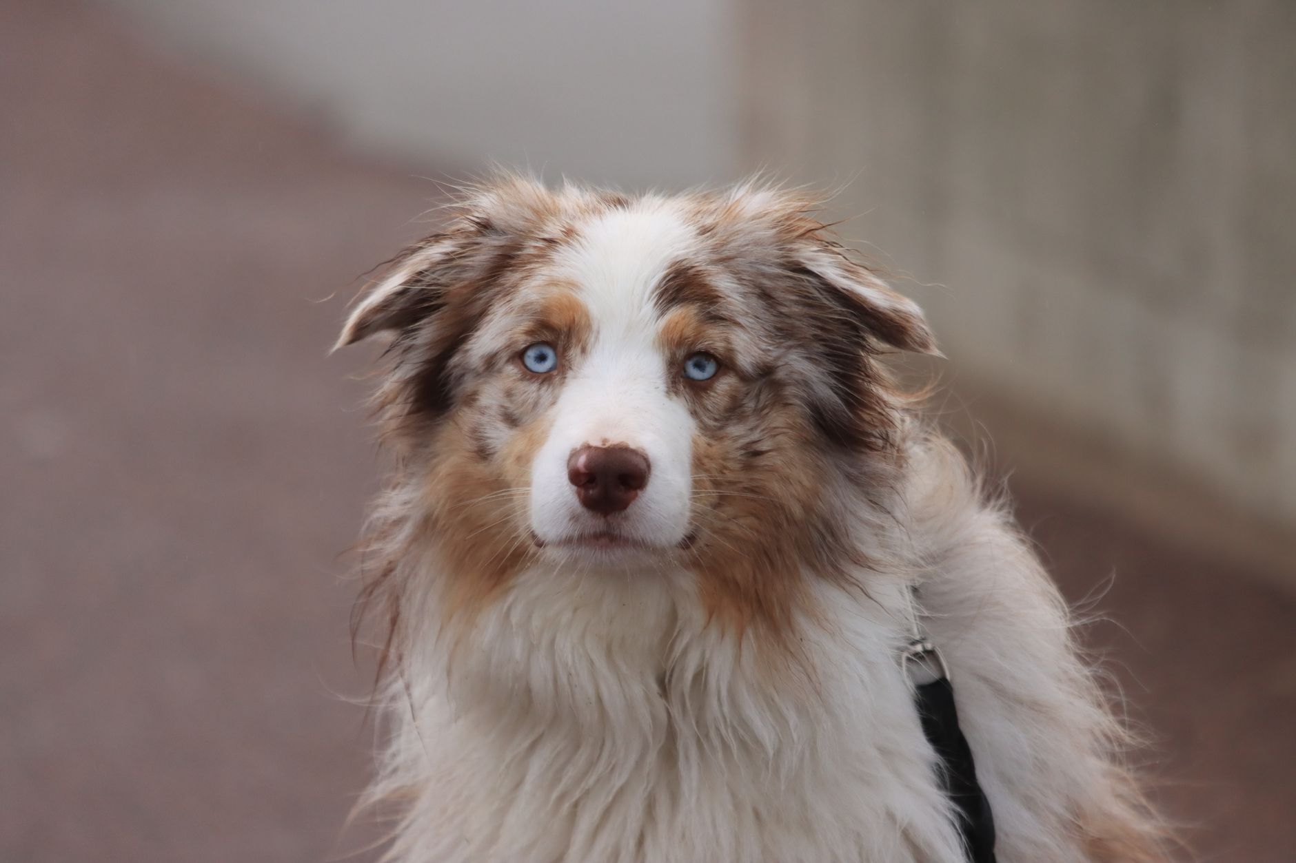 A Australian Shepherd dog