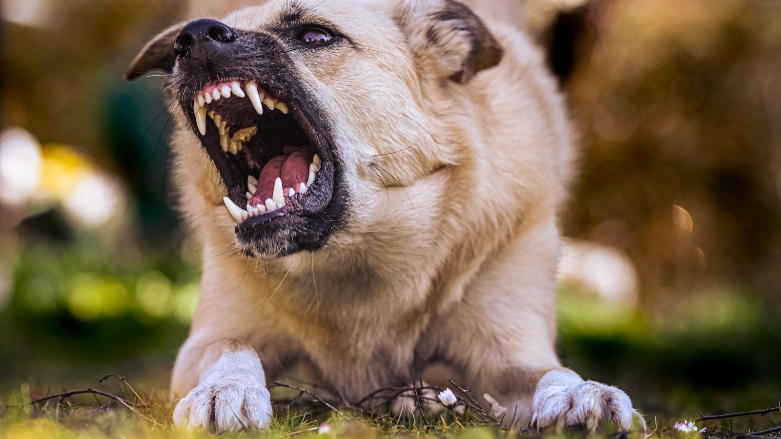 white and brown short coated dog lying on green grass during daytime