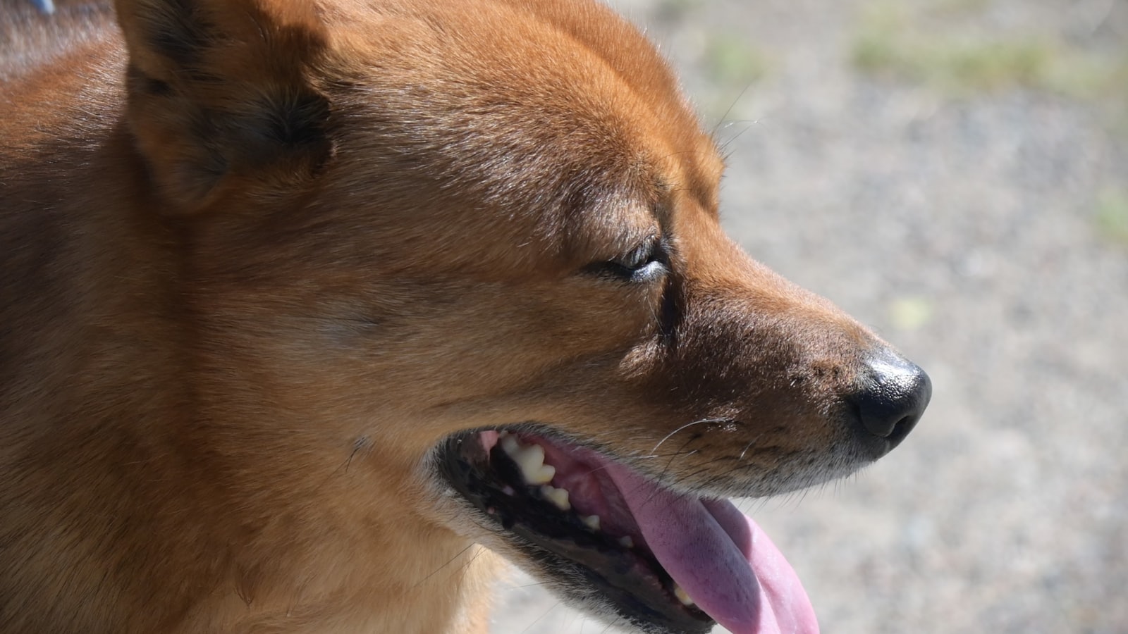 A brown dog panting with its tongue out.