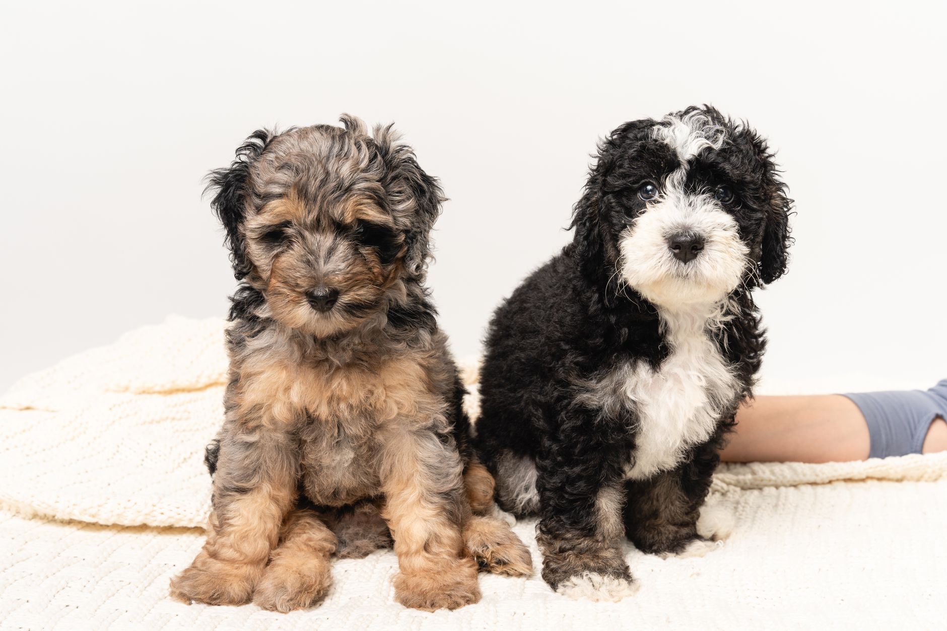 A Bernedoodle dog