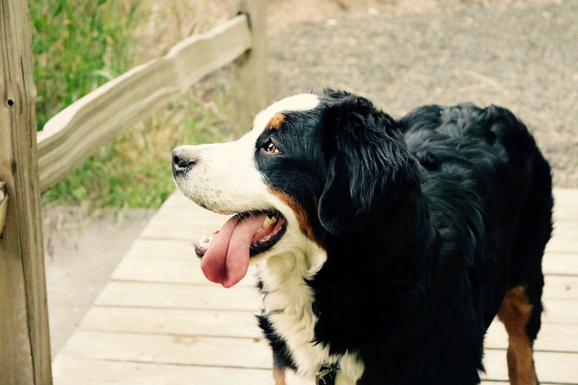A Bernese Mountain Dog dog