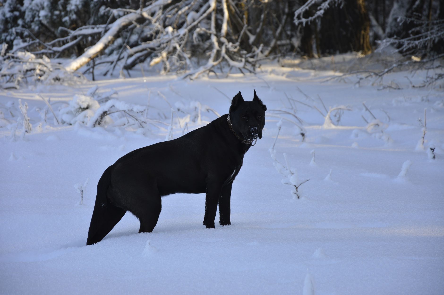 A Cane Corso dog