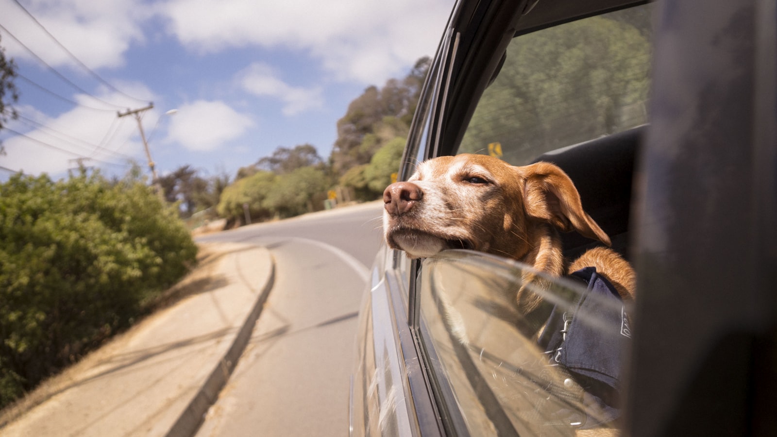 dog leaning his head on car window