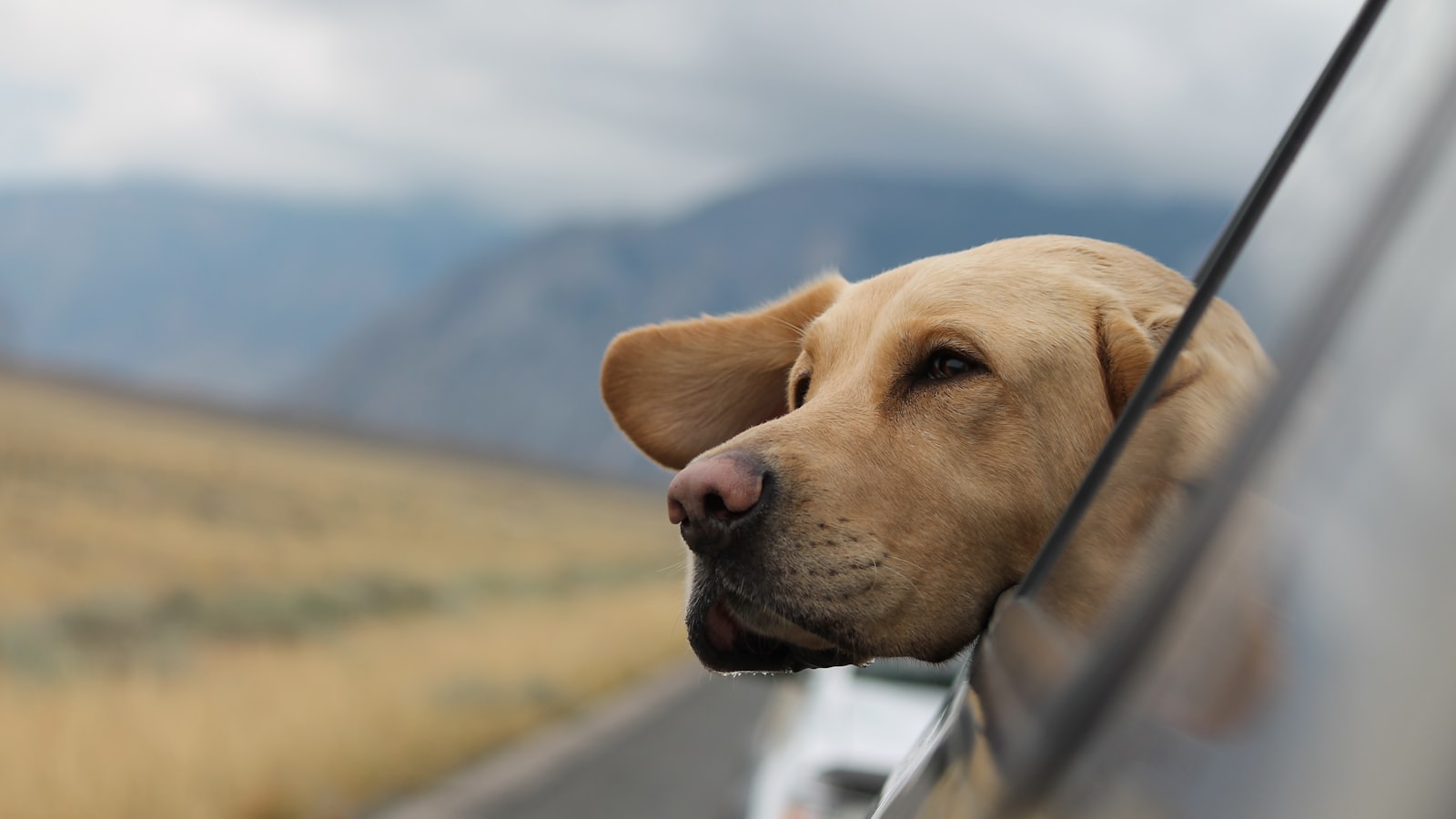 selective focus photography of Labrador in vehicle