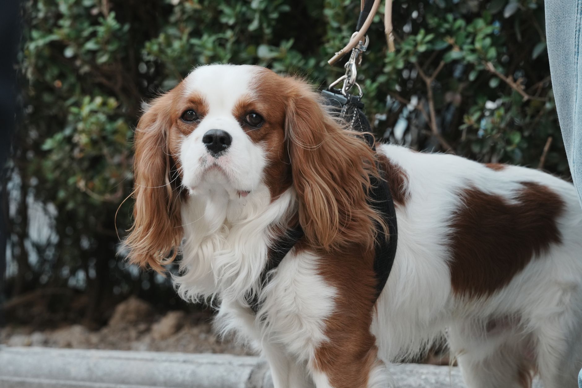 A Cavalier King Charles Spaniel dog