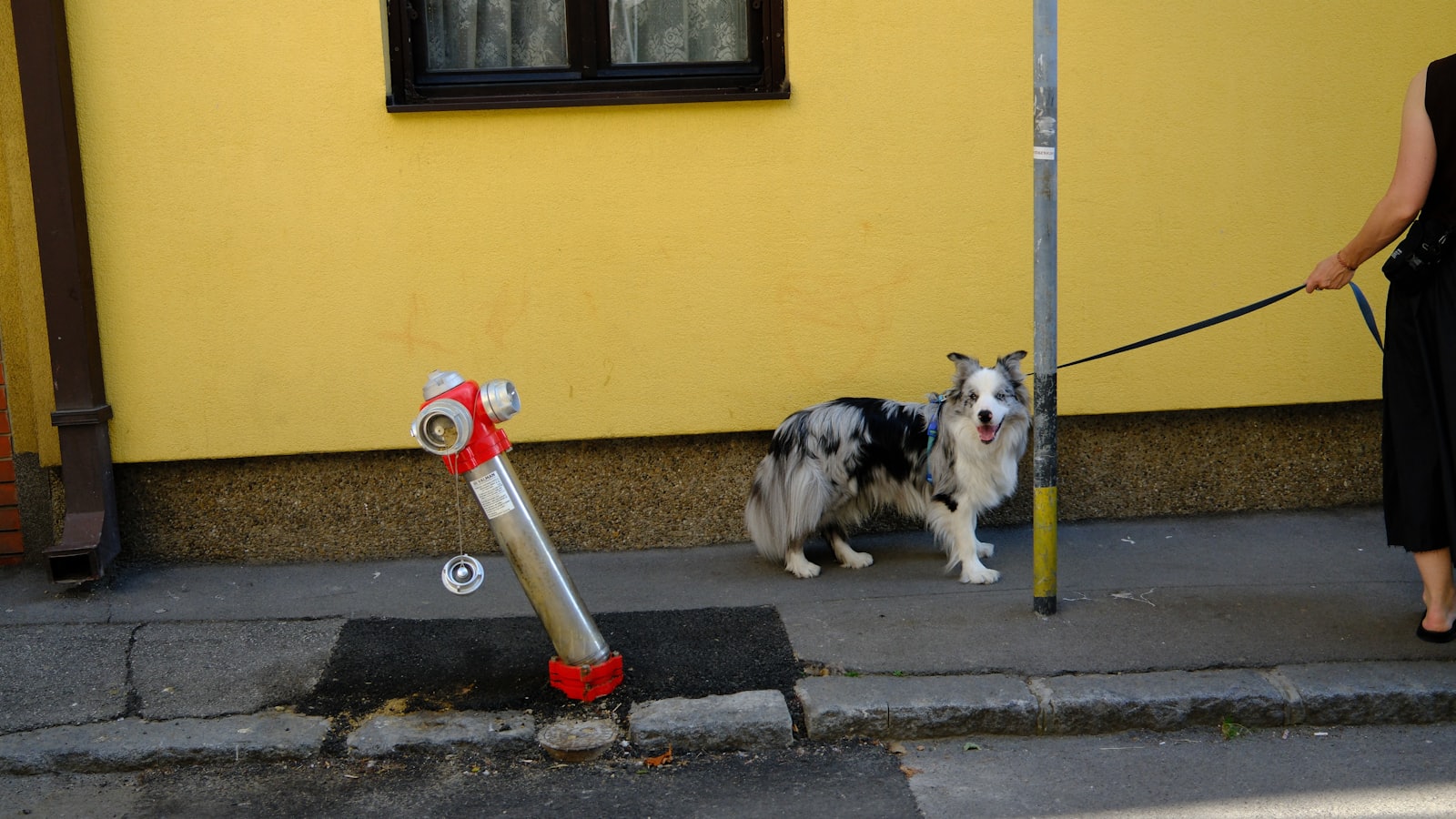 Merle dog on leash beside fire hydrant and yellow wall.