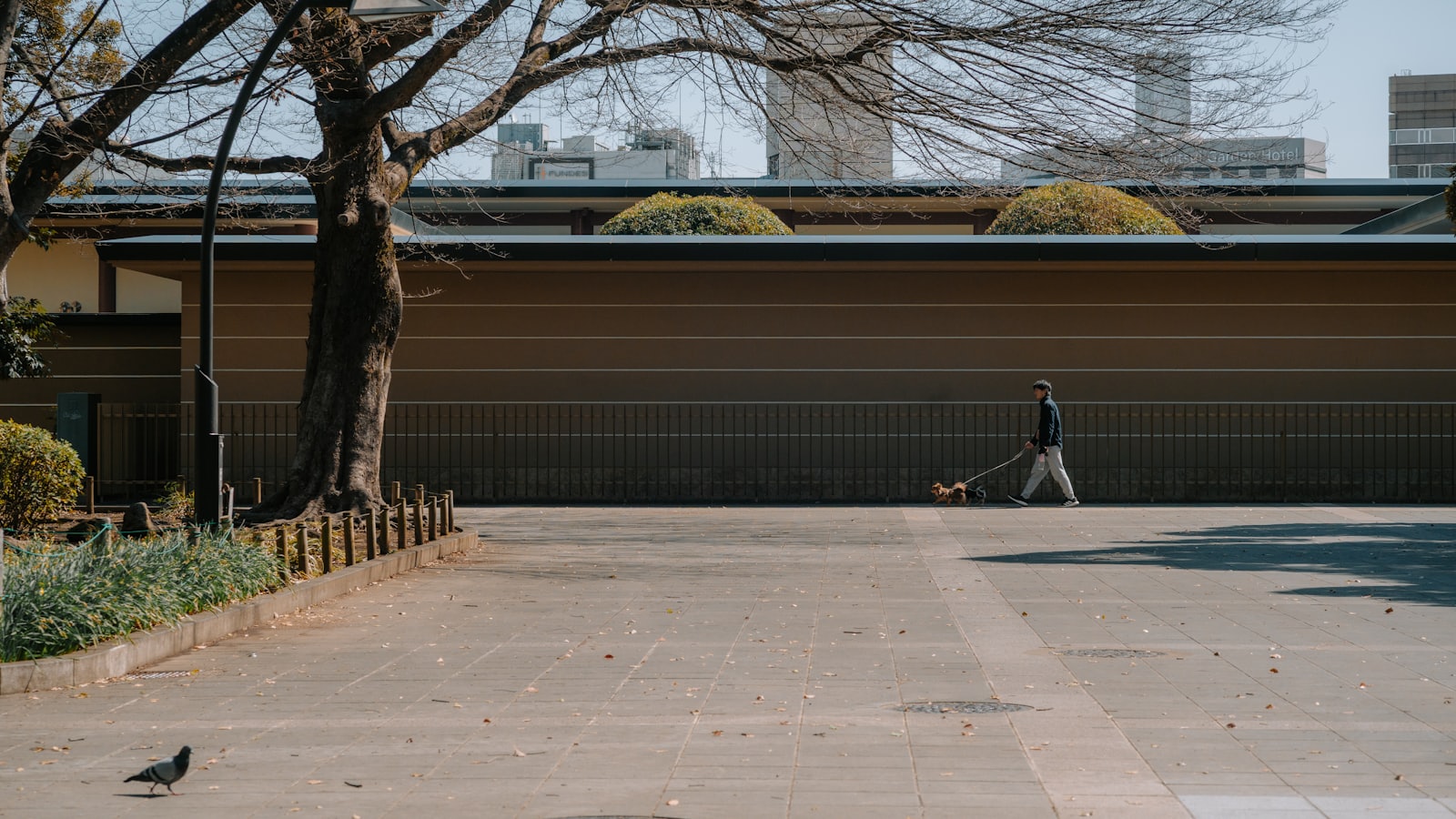Person walking a dog on a paved path with trees.