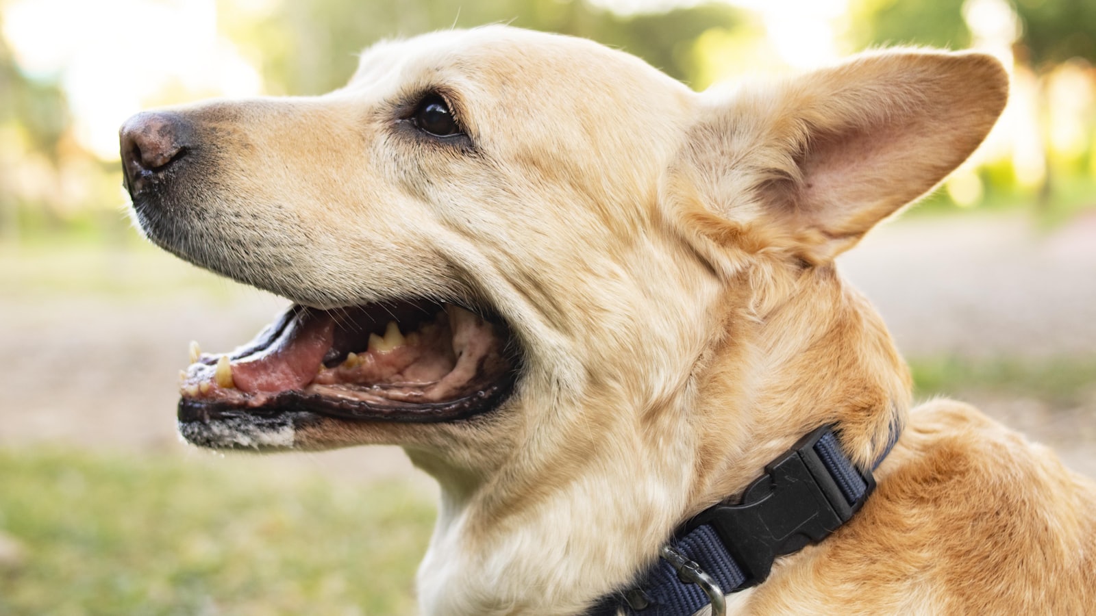 a close up of a dog with its mouth open