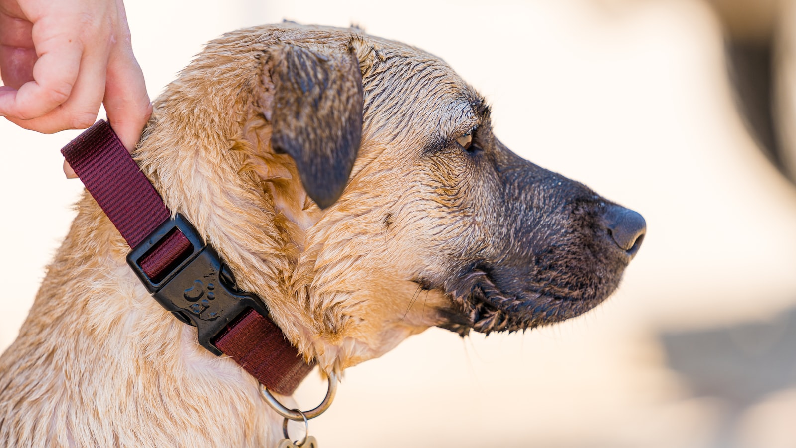 brown short coated dog with red collar