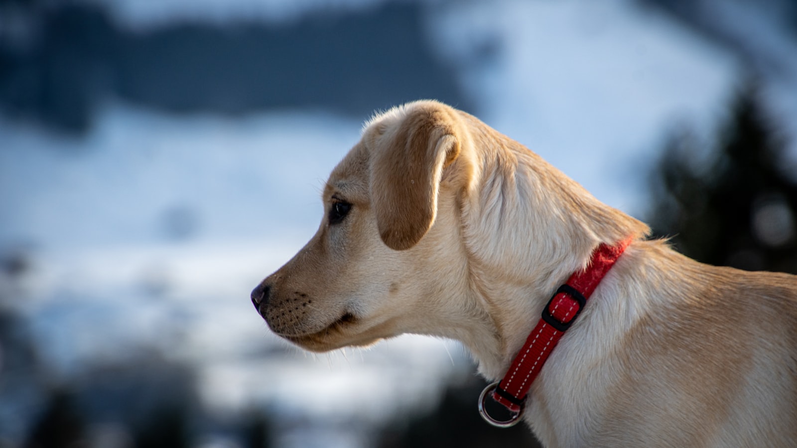 yellow labrador retriever with red and black leash