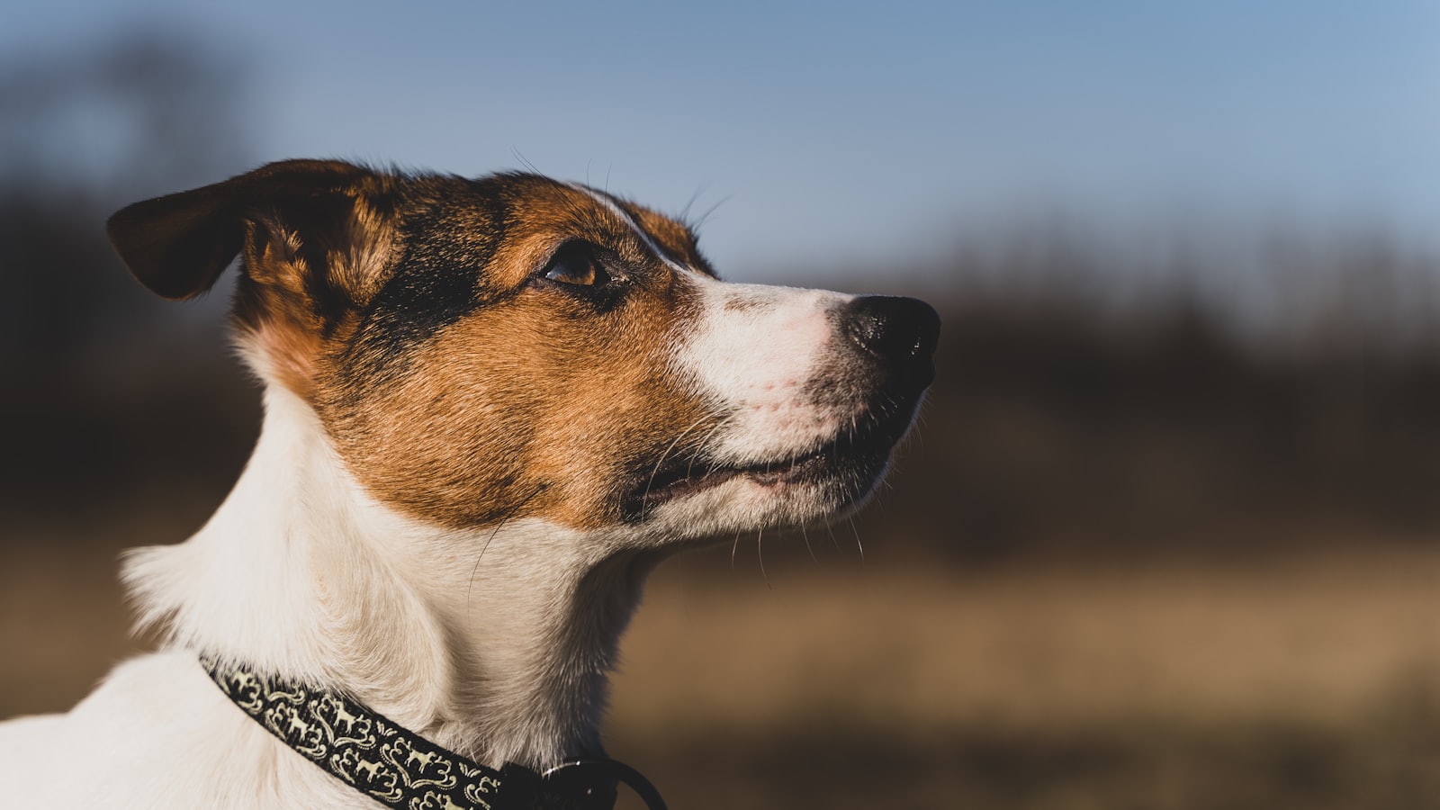 white and brown short coated dog