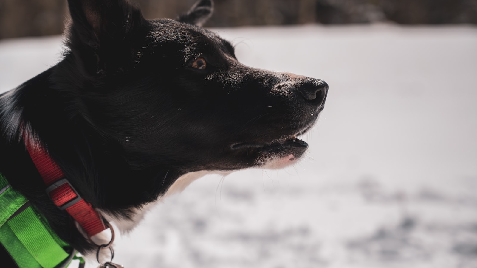 black and brown short coated dog on snow covered ground during daytime