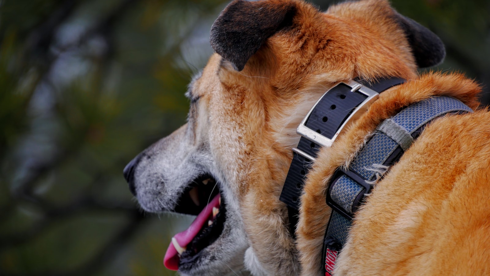 brown short coated dog with brown and black collar