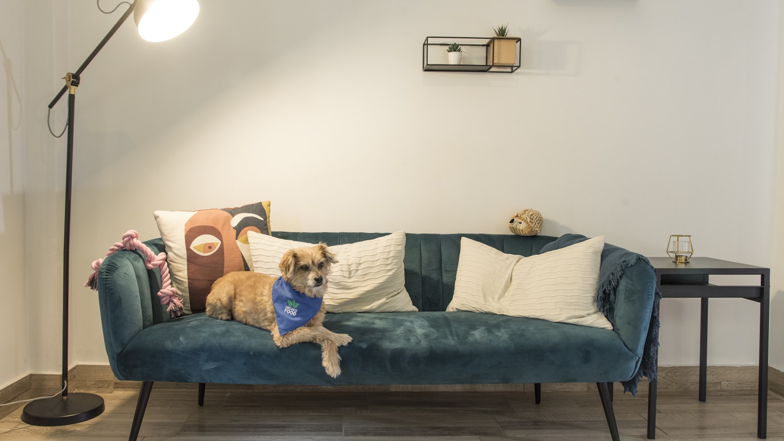 a dog sitting on a couch