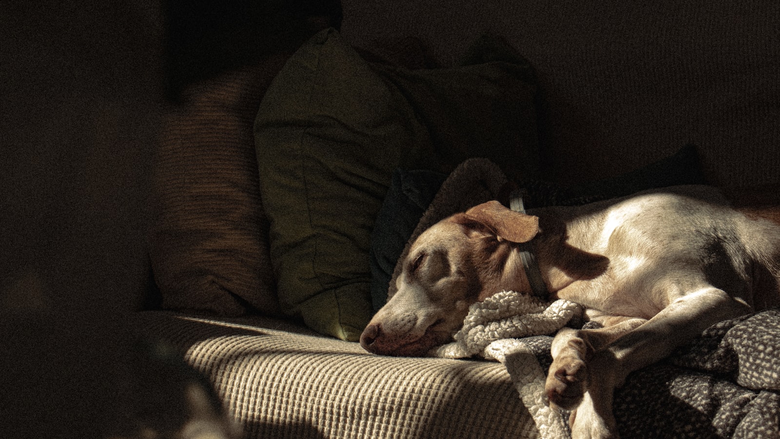 a dog laying on a couch with a stuffed animal