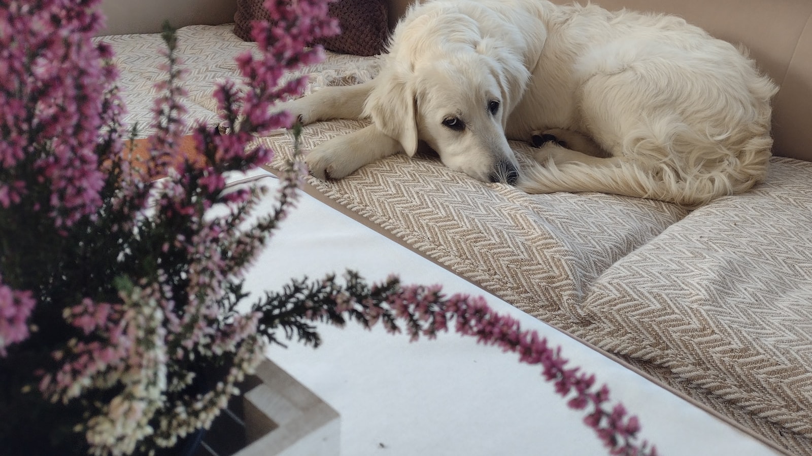 A white dog laying on top of a couch