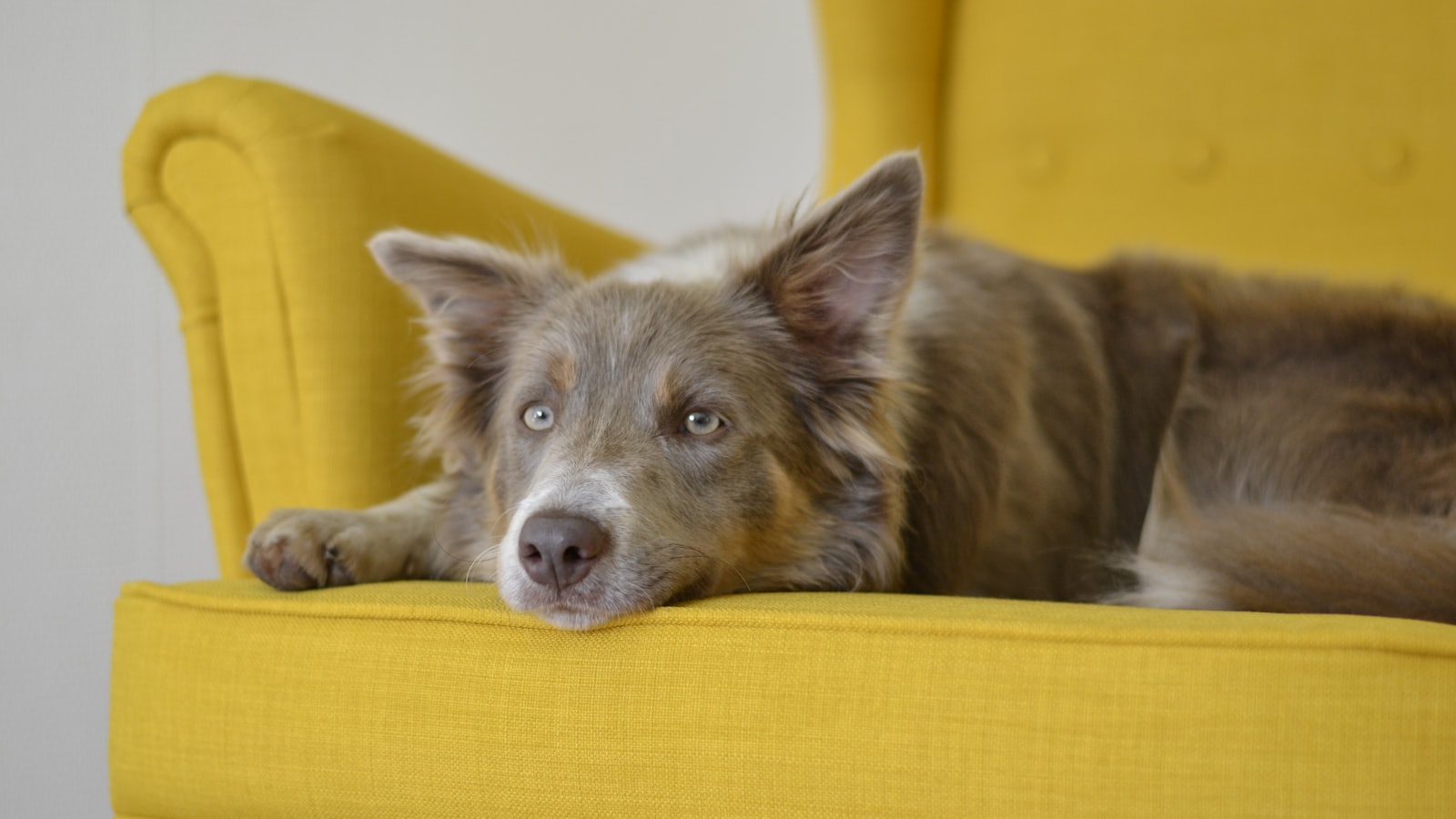 brown dag lying on yellow sofa chair