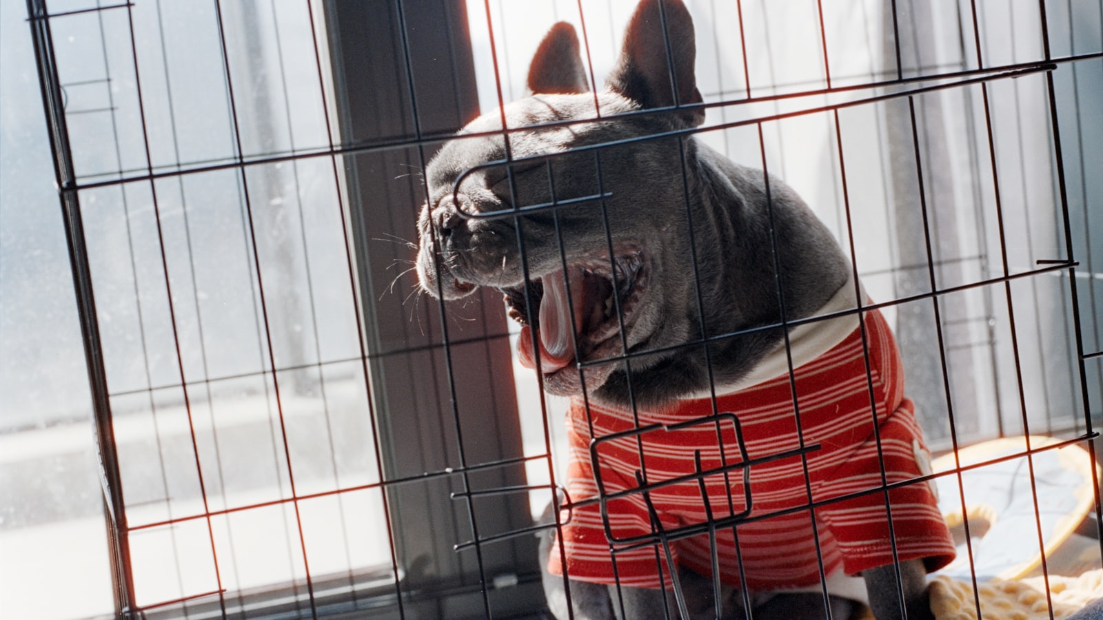 French bulldog in striped shirt yawns in crate