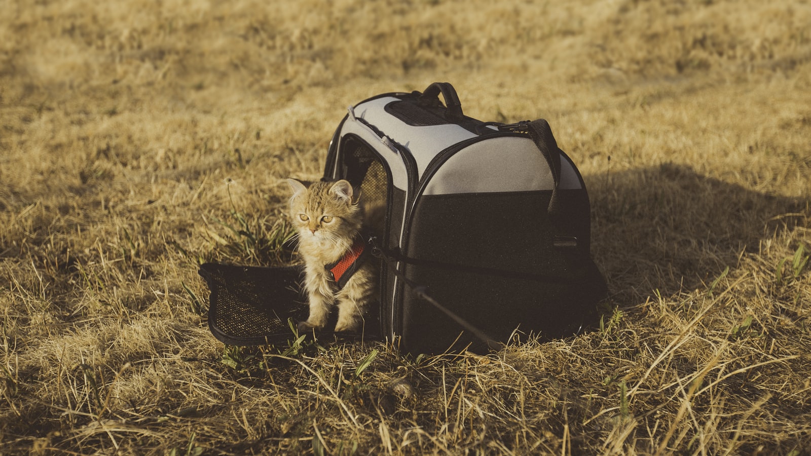 gray cat in pet carrier