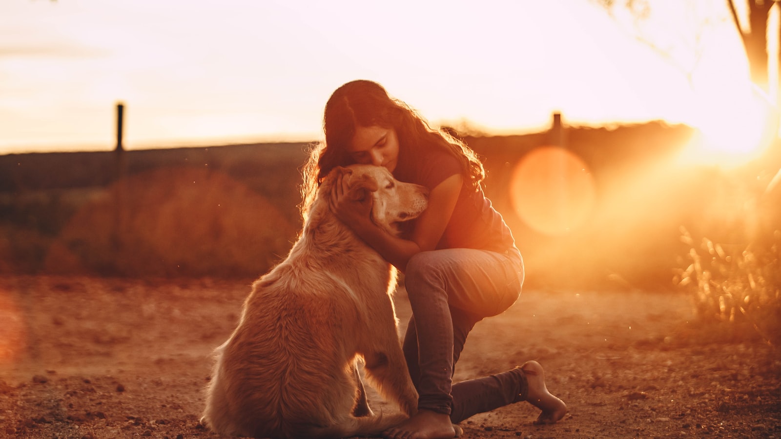 golden retriever puppy sitting on ground during sunset