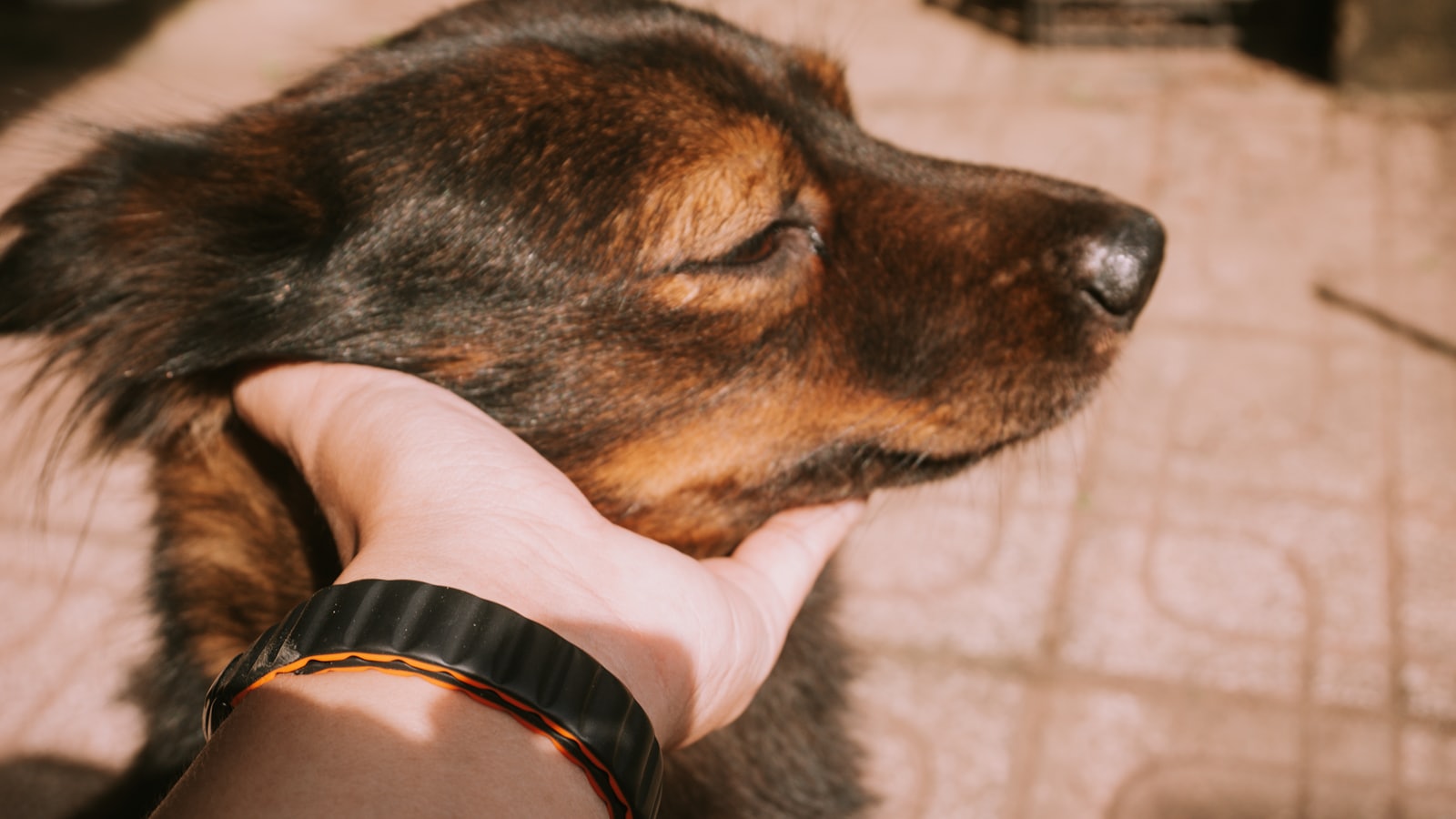 A hand gently petting a contented dog.