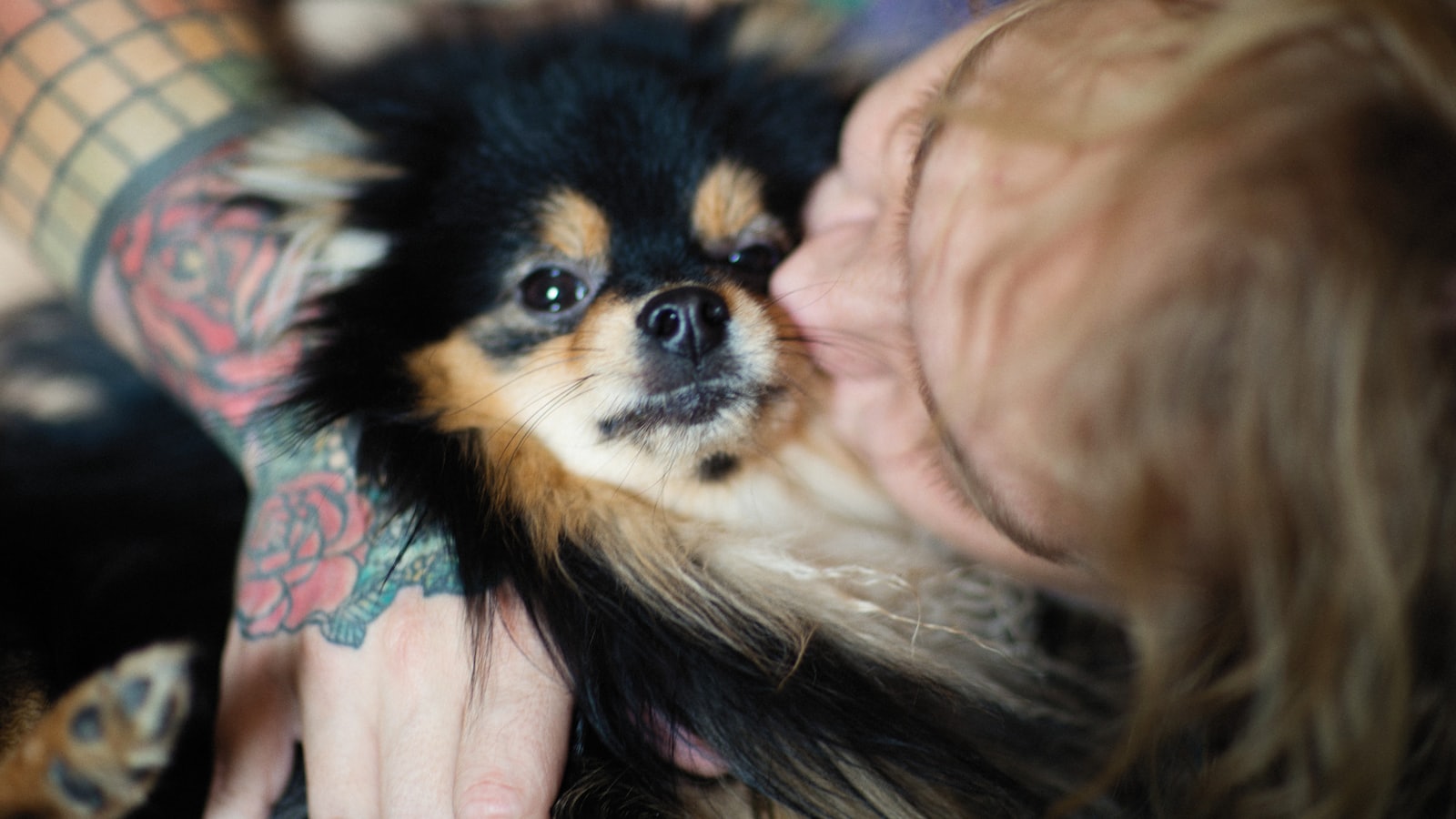 a woman holding a small dog in her hands